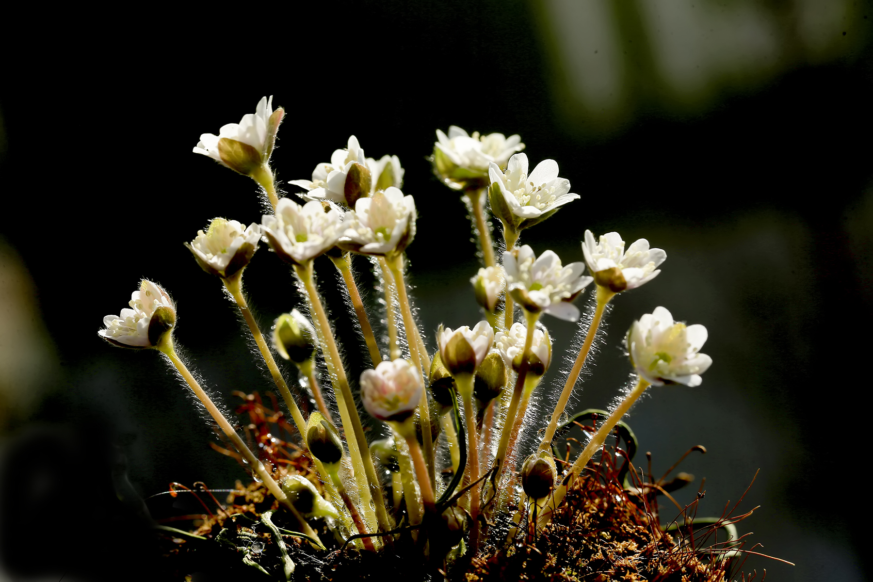 PHOTO BY WO2YA LAB | Canon EOS-1D X Mark II | 2024:02:07 16:52:48 | ISO-3200 | 1/2000 sec | f 16 | 360 mm | EV=0 | ● WIDTH:1800 pixels  HEIGHT:1200 pixels