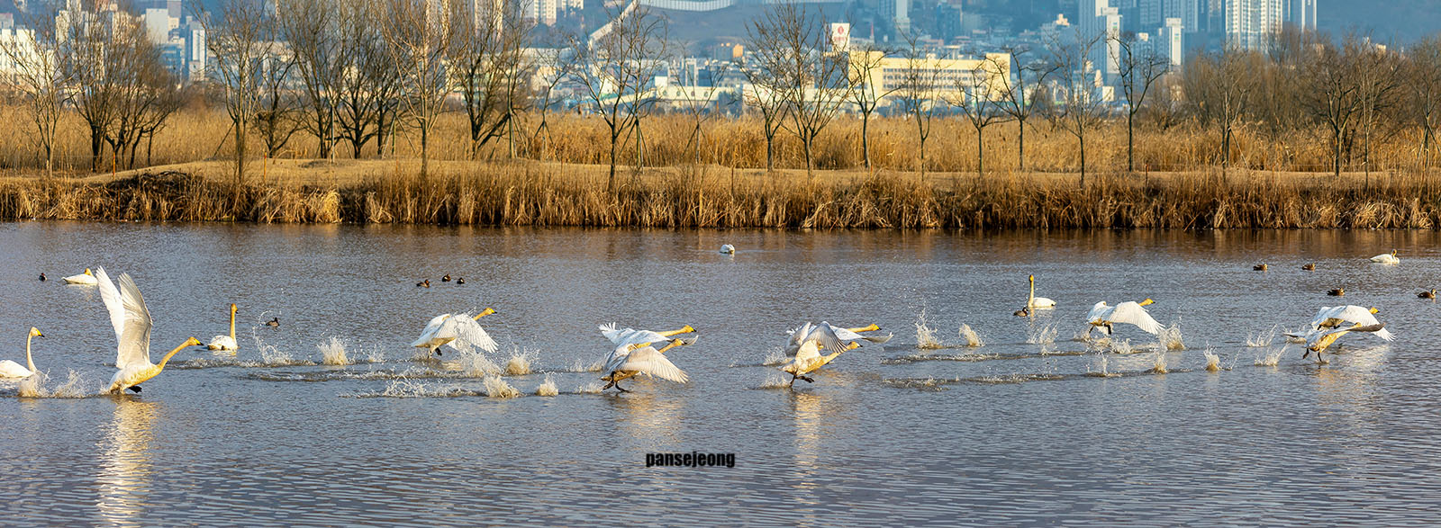 PHOTO BY jps | Canon EOS R6 | 2024:02:09 16:42:53 | ISO-400 | 1/1000 sec | f 6.3 | 157 mm | EV=0 | ● WIDTH:1600 pixels  HEIGHT:587 pixels