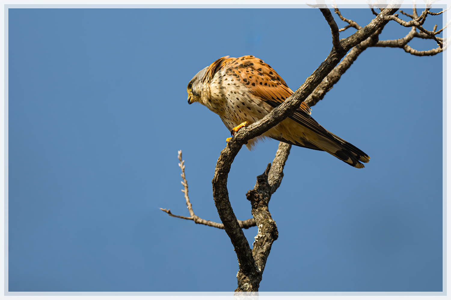 PHOTO BY  | NIKON Z 9 | 2024:02:12 12:38:58 | ISO-360 | 1/1250 sec | f 6.3 | 840 mm | EV=0.3 | ● WIDTH:1500 pixels  HEIGHT:999 pixels