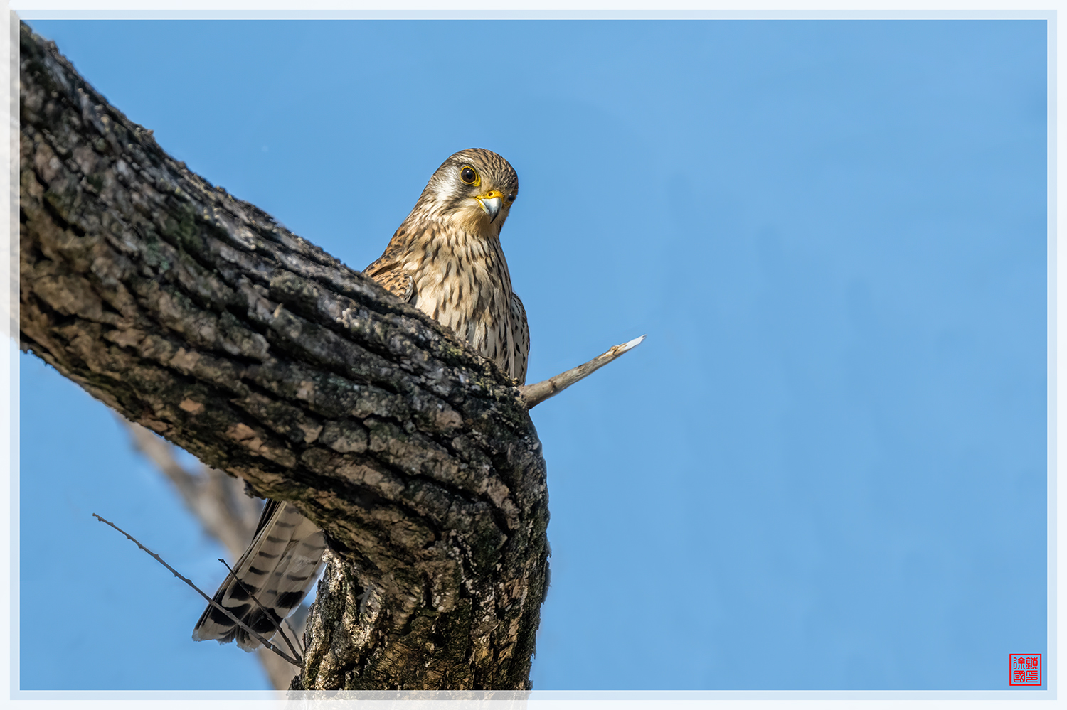 PHOTO BY  | NIKON Z 9 | 2024:02:12 12:46:11 | ISO-500 | 1/1250 sec | f 6.3 | 840 mm | EV=0.7 | ● WIDTH:1500 pixels  HEIGHT:999 pixels