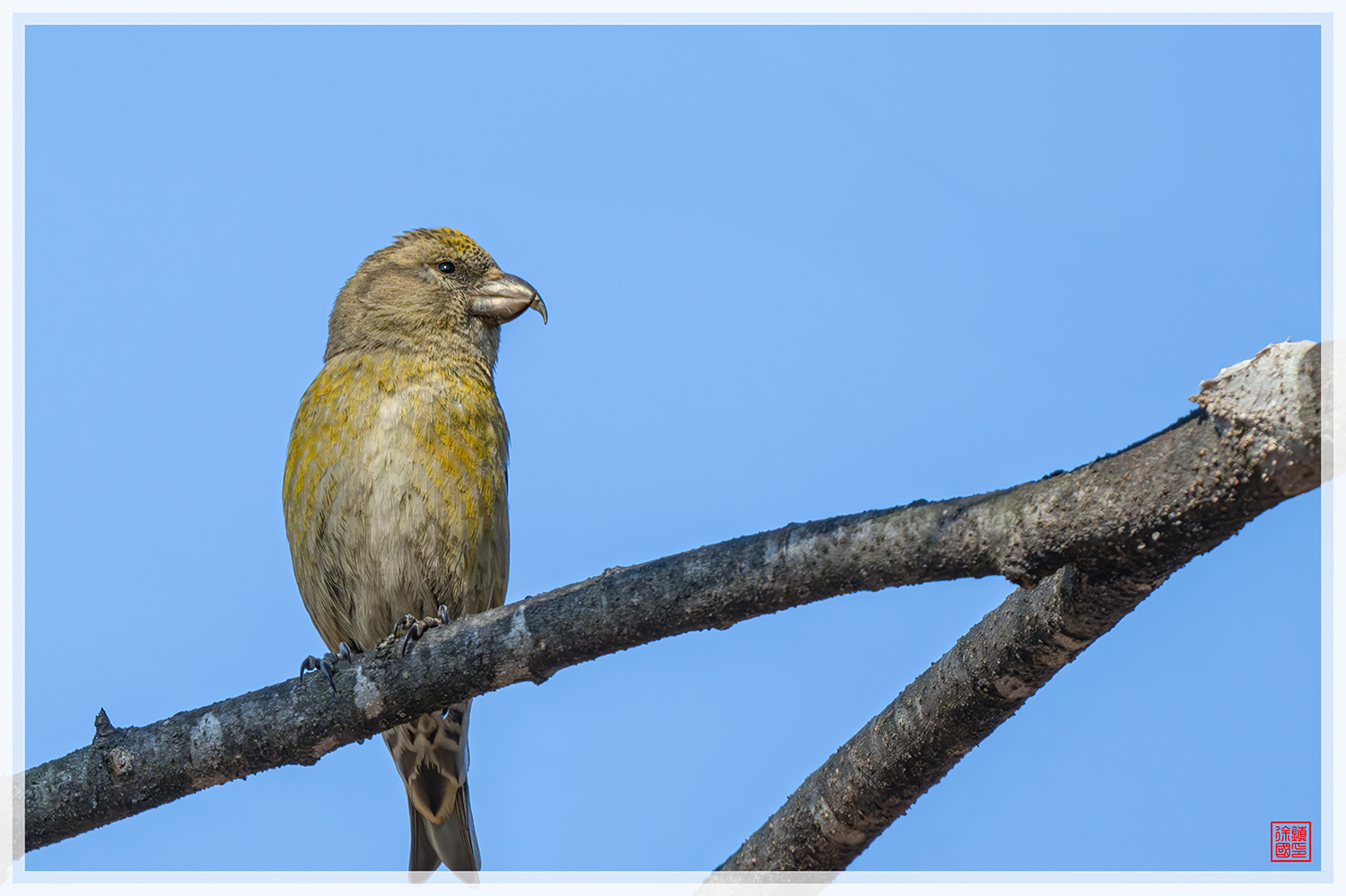 PHOTO BY  | NIKON Z 9 | 2024:02:12 14:45:12 | ISO-1400 | 1/2500 sec | f 6.3 | 840 mm | EV=1.3 | ● WIDTH:1500 pixels  HEIGHT:999 pixels