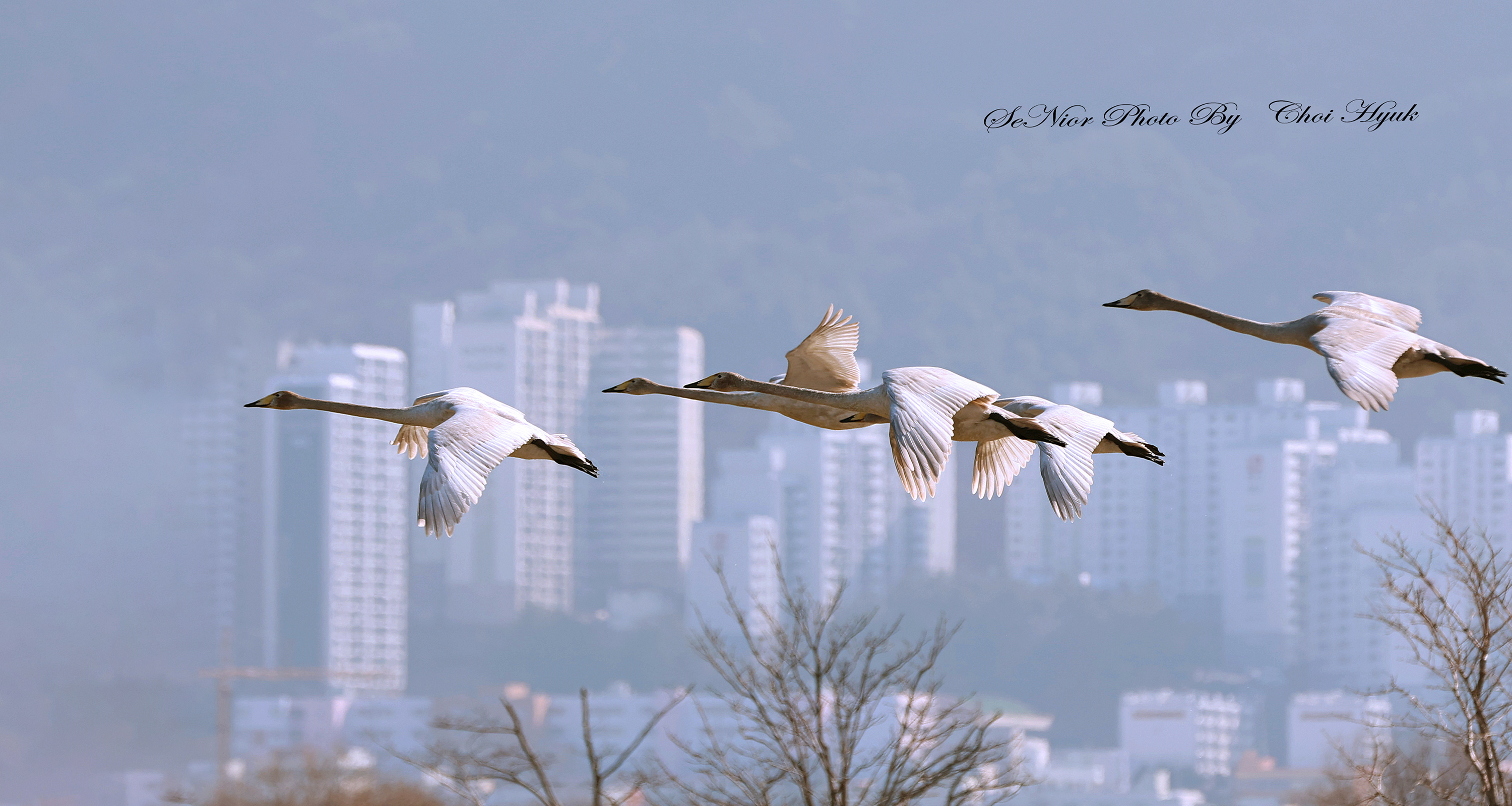 PHOTO BY  | Canon EOS R6 | 2024:02:07 11:26:32 | ISO-500 | 1/2500 sec | f 5.6 | 280 mm | EV=0 | ● WIDTH:3000 pixels  HEIGHT:1600 pixels