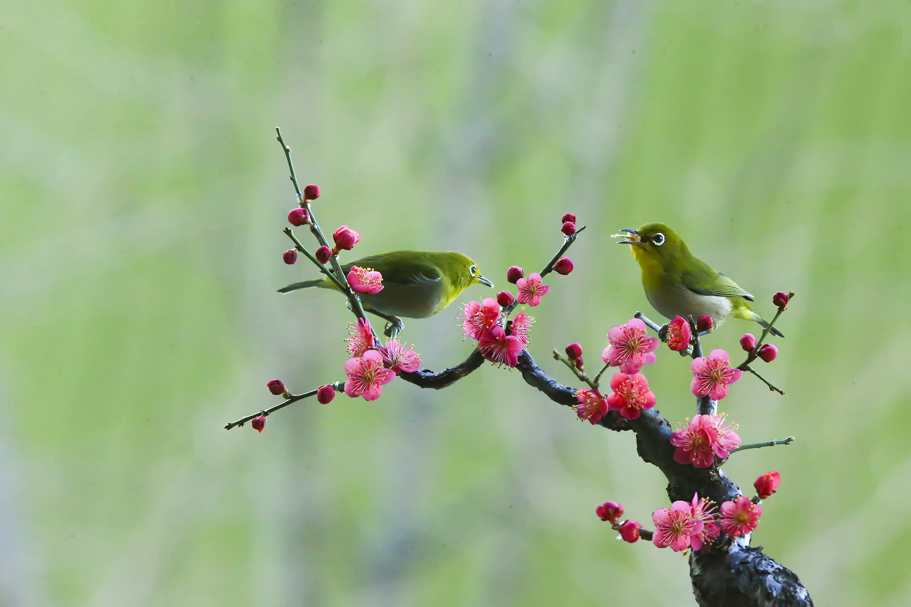 PHOTO BY WO2YA LAB | Canon EOS-1D X Mark II | 2024:02:07 16:52:48 | ISO-3200 | 1/2000 sec | f 16 | 360 mm | EV=0 | ● WIDTH:1800 pixels  HEIGHT:1200 pixels