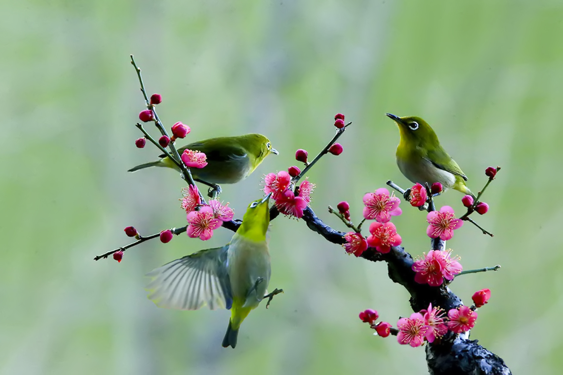 PHOTO BY WO2YA LAB | Canon EOS-1D X Mark II | 2024:02:07 16:52:48 | ISO-3200 | 1/2000 sec | f 16 | 360 mm | EV=0 | ● WIDTH:1800 pixels  HEIGHT:1200 pixels