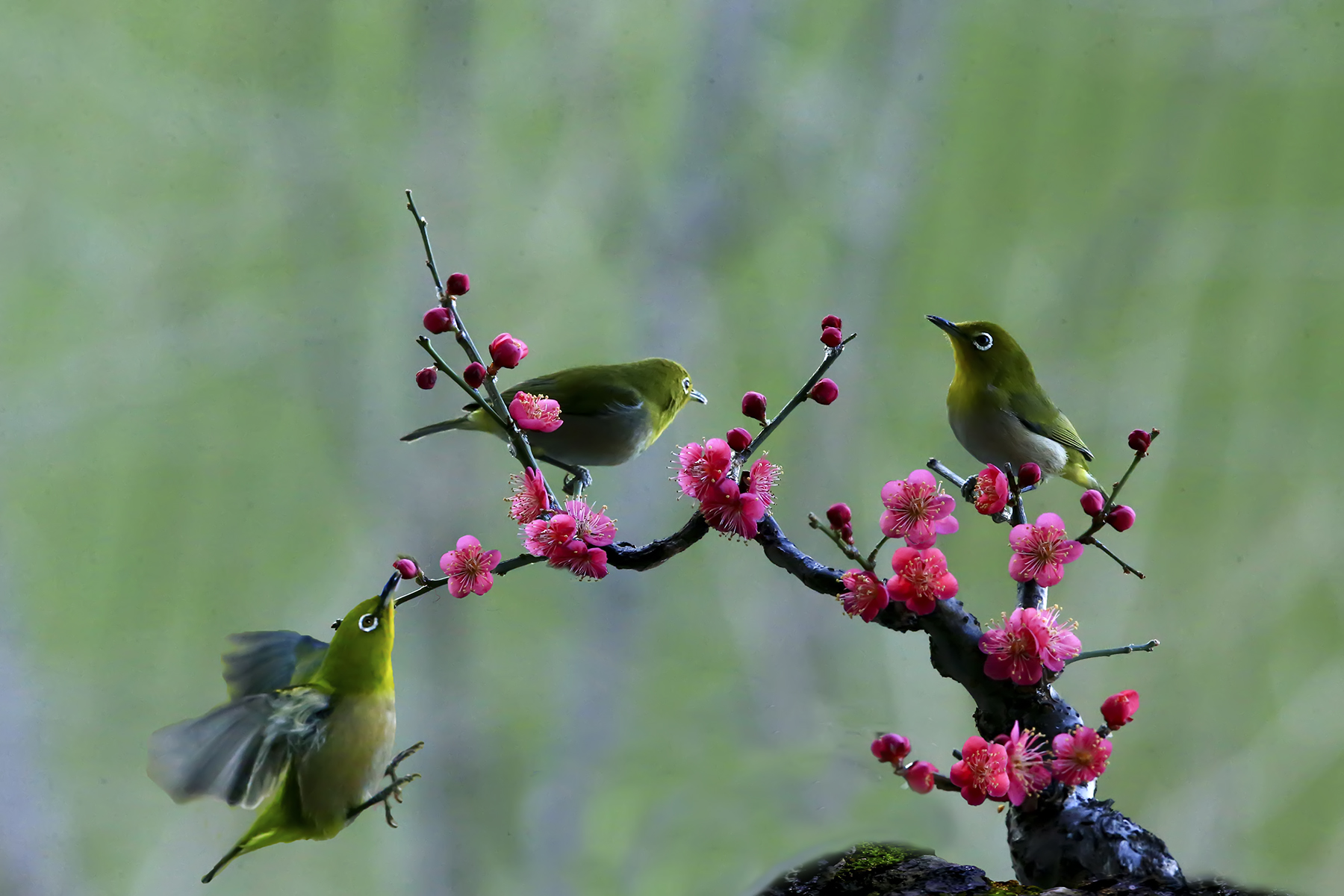 PHOTO BY WO2YA LAB | Canon EOS-1D X Mark II | 2024:02:07 16:52:48 | ISO-3200 | 1/2000 sec | f 16 | 360 mm | EV=0 | ● WIDTH:1800 pixels  HEIGHT:1200 pixels