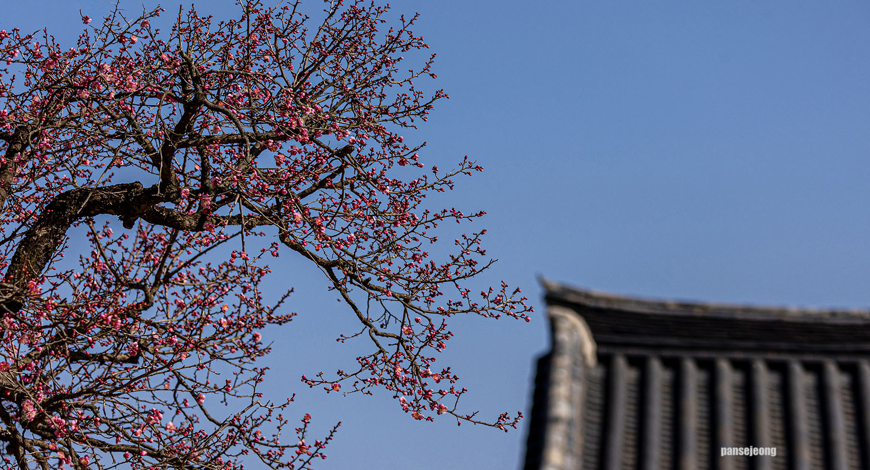 PHOTO BY jps | Canon EOS R6 | 2024:02:13 13:43:28 | ISO-200 | 1/1600 sec | f 6.3 | 186 mm | EV=0 | ● WIDTH:1700 pixels  HEIGHT:919 pixels