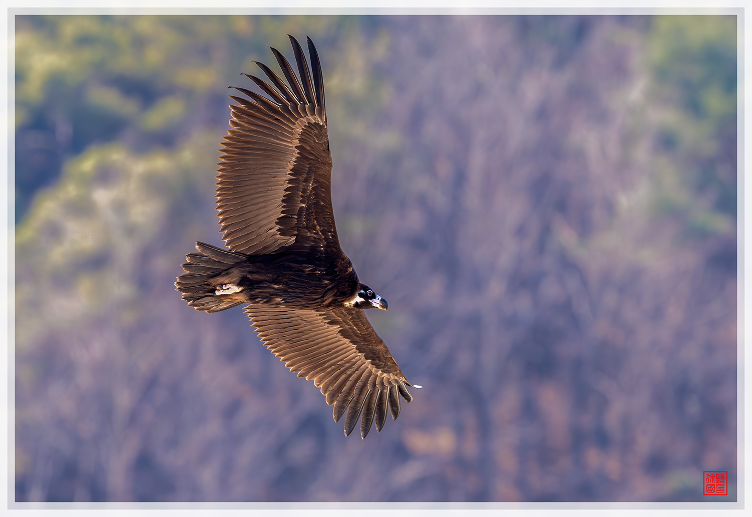 PHOTO BY  | NIKON Z 9 | 2024:02:13 13:04:17 | ISO-2000 | 1/1600 sec | f 6.3 | 600 mm | EV=1 | ● WIDTH:1500 pixels  HEIGHT:1031 pixels