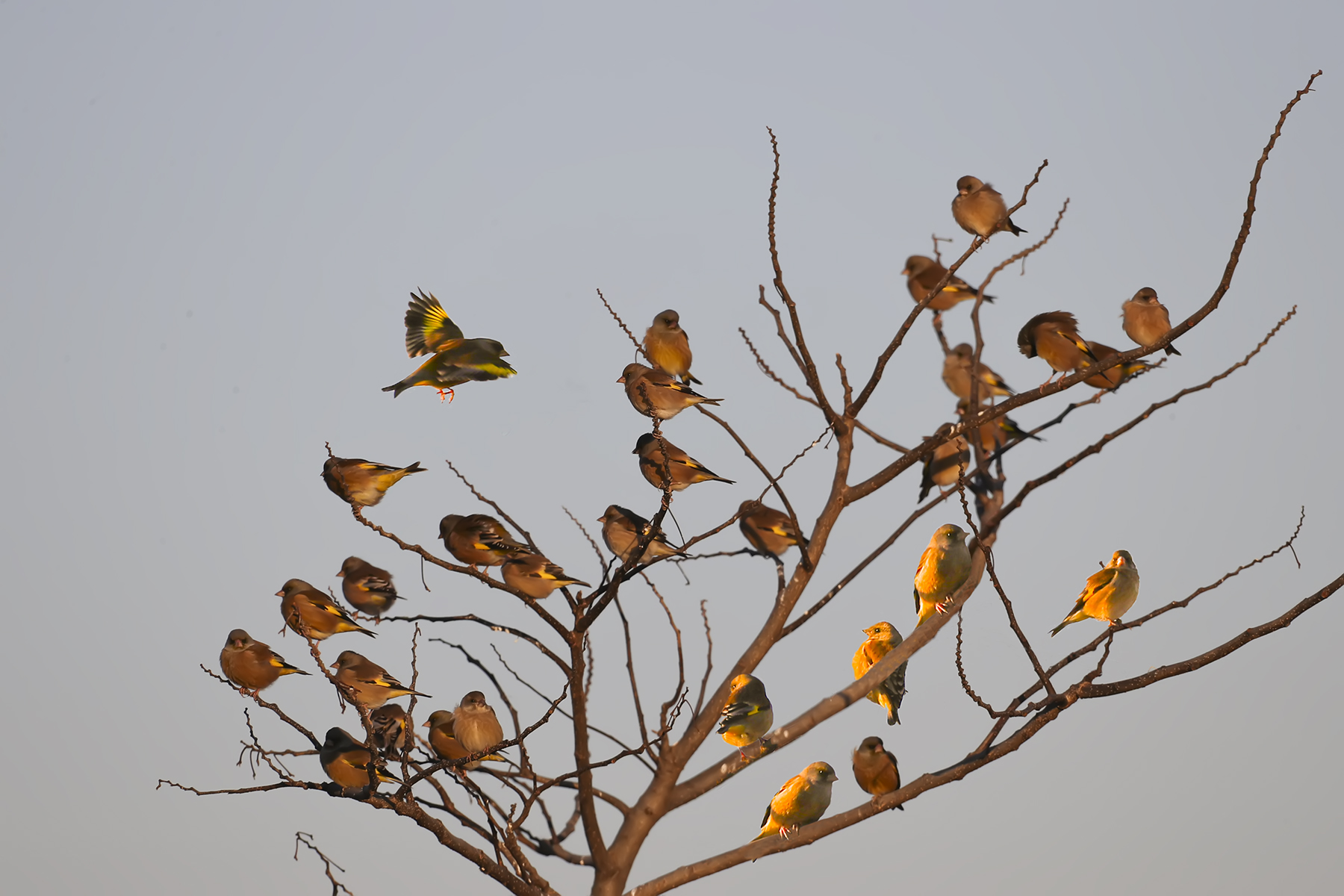 PHOTO BY WO2YA LAB | Canon EOS-1D X Mark II | 2024:02:07 16:52:48 | ISO-3200 | 1/2000 sec | f 16 | 360 mm | EV=0 | ● WIDTH:1800 pixels  HEIGHT:1200 pixels