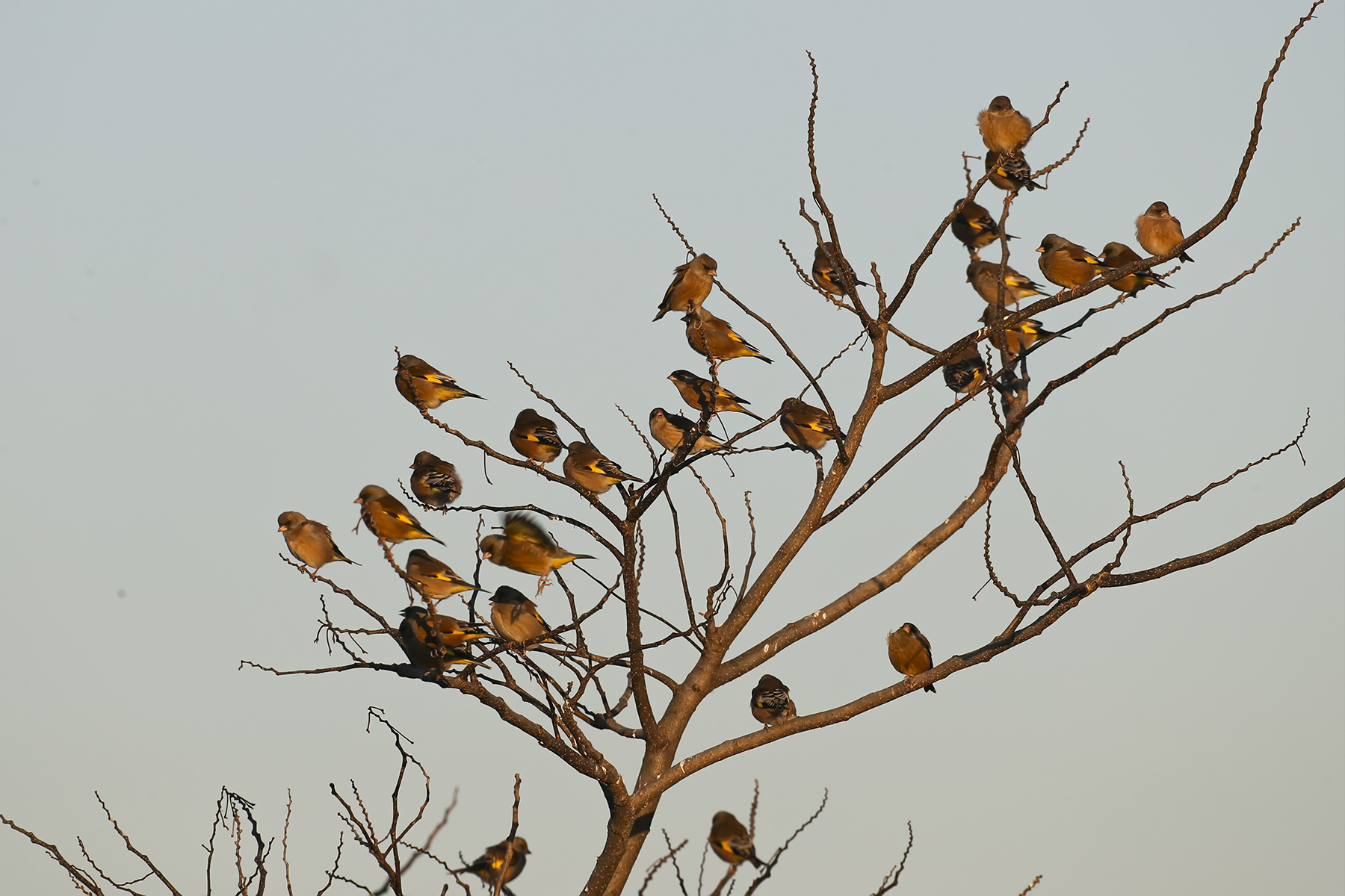 PHOTO BY WO2YA LAB | Canon EOS-1D X Mark II | 2024:02:07 16:52:48 | ISO-3200 | 1/2000 sec | f 16 | 360 mm | EV=0 | ● WIDTH:1800 pixels  HEIGHT:1200 pixels