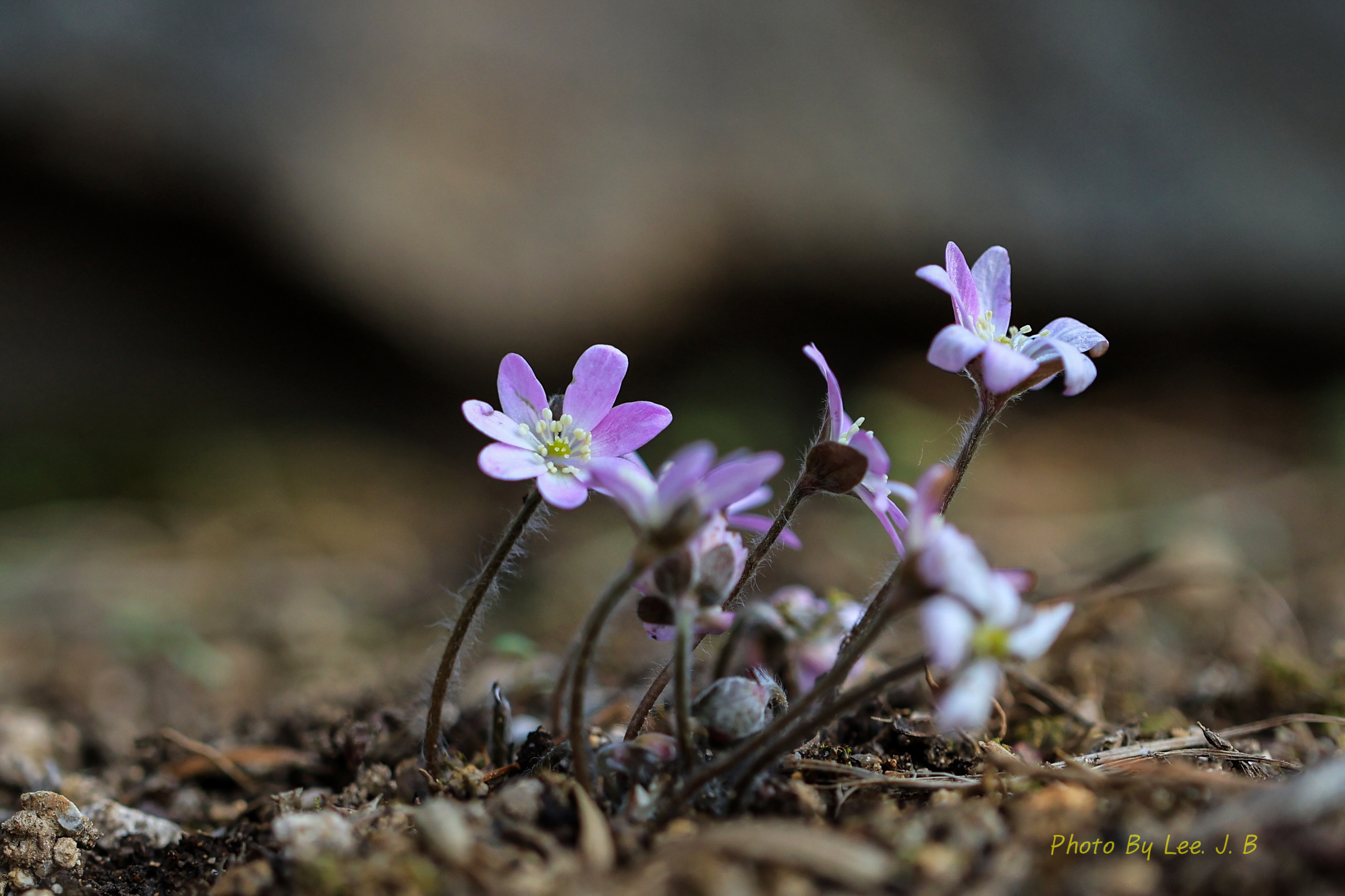 PHOTO BY  | Canon EOS R3 | 2024:02:10 14:35:54 | ISO-400 | 1/3200 sec | f 2.8 | 100 mm | EV=0 | ● WIDTH:2813 pixels  HEIGHT:1875 pixels