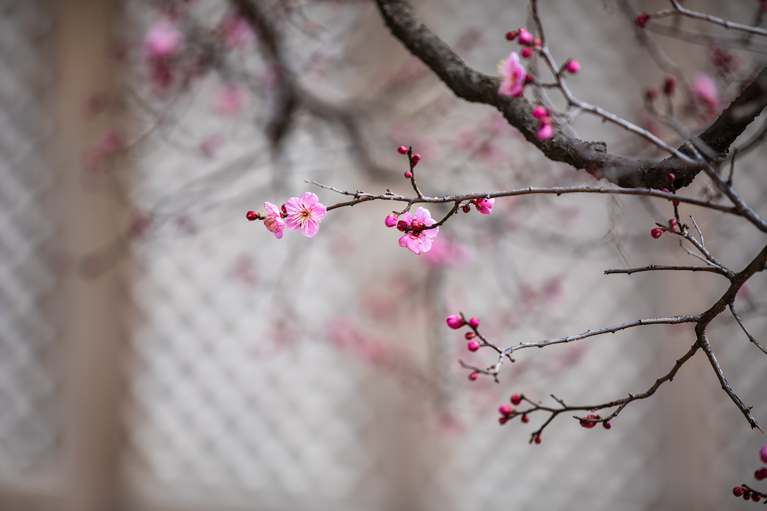 PHOTO BY  | Canon EOS 5D Mark IV | 2024:02:13 11:42:21 | ISO-160 | 1/500 sec | f 2.8 | 200 mm | EV=0 | ● WIDTH:1500 pixels  HEIGHT:1000 pixels