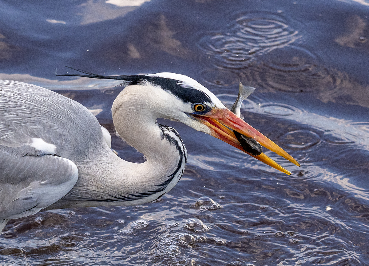 PHOTO BY KWON BYUNG JIN | NIKON Z 8 | 2024:02:13 15:19:46 | ISO-500 | 1/1600 sec | f 6.3 | 180 mm | EV=0 | ● WIDTH:1200 pixels  HEIGHT:863 pixels