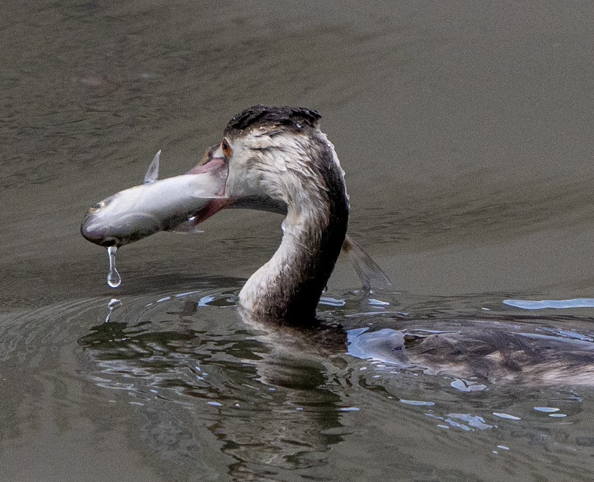 PHOTO BY KWON BYUNG JIN | NIKON Z 8 | 2024:02:14 16:53:11 | ISO-640 | 1/800 sec | f 6.3 | 600 mm | EV=0 | ● WIDTH:1200 pixels  HEIGHT:973 pixels