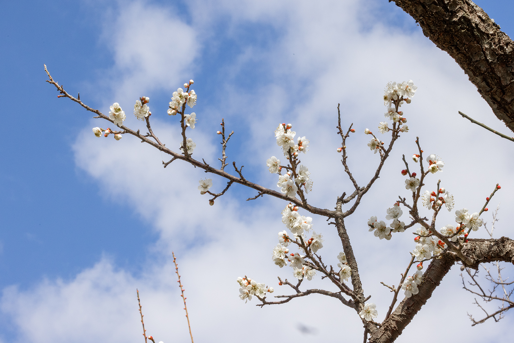 PHOTO BY  | Canon EOS R5 | 2024:02:16 12:20:56 | ISO-1600 | 1/320 sec | f 32 | 100 mm | EV=0.3 | ● WIDTH:1800 pixels  HEIGHT:1201 pixels