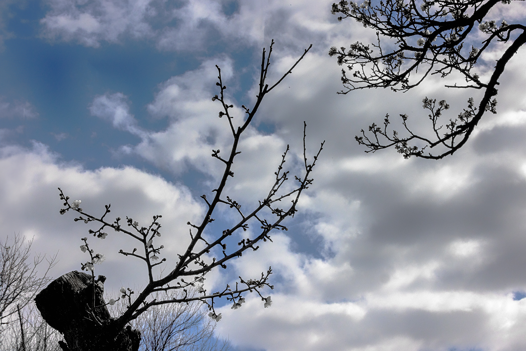 PHOTO BY  | Canon EOS R5 | 2024:02:16 12:38:51 | ISO-640 | 1/1000 sec | f 32 | 70 mm | EV=-1 | ● WIDTH:1800 pixels  HEIGHT:1200 pixels