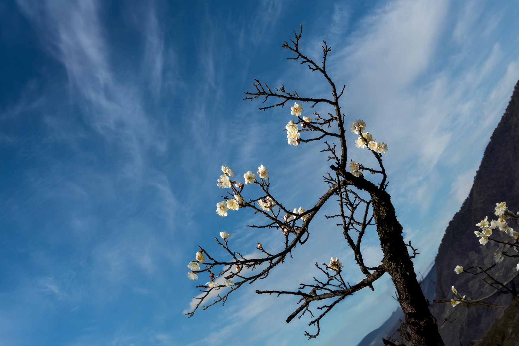 PHOTO BY  | Canon EOS R5 | 2024:02:16 12:44:43 | ISO-640 | 1/400 sec | f 32 | 70 mm | EV=-1 | ● WIDTH:1800 pixels  HEIGHT:1201 pixels