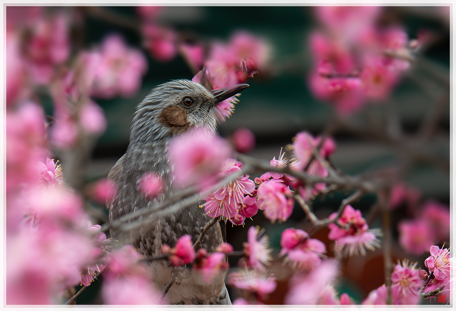 PHOTO BY  | NIKON D850 | 2024:02:16 10:55:30 | ISO-160 | 1/80 sec | f 10 | 420 mm | EV=-1 | ● WIDTH:1500 pixels  HEIGHT:1025 pixels