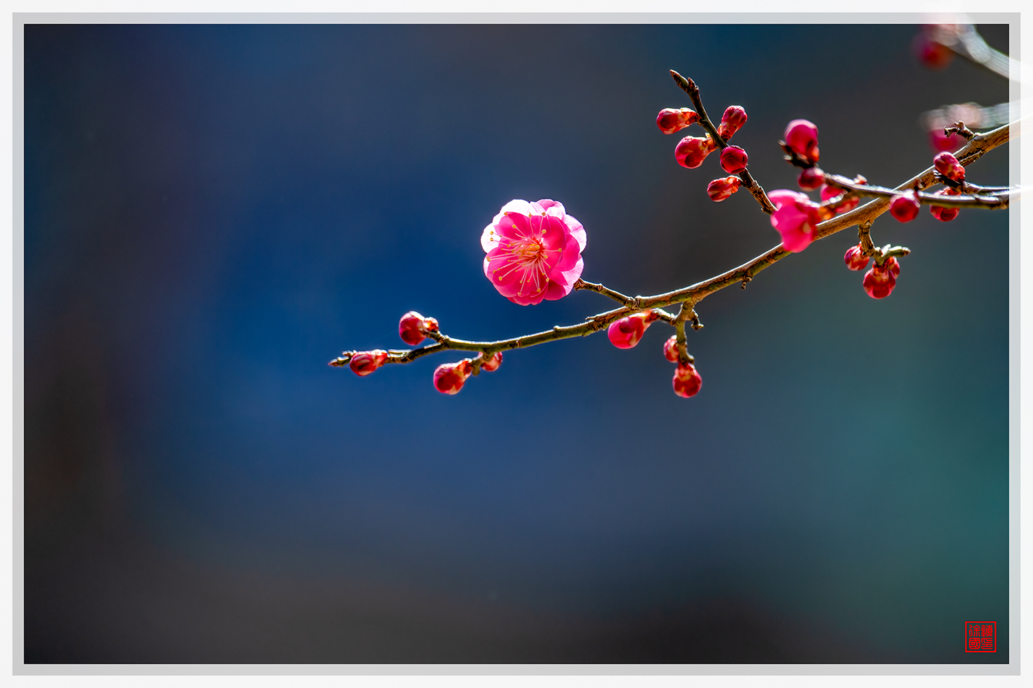 PHOTO BY  | NIKON D850 | 2024:02:16 11:33:43 | ISO-100 | 1/400 sec | f 6.3 | 600 mm | EV=-1.7 | ● WIDTH:1500 pixels  HEIGHT:999 pixels