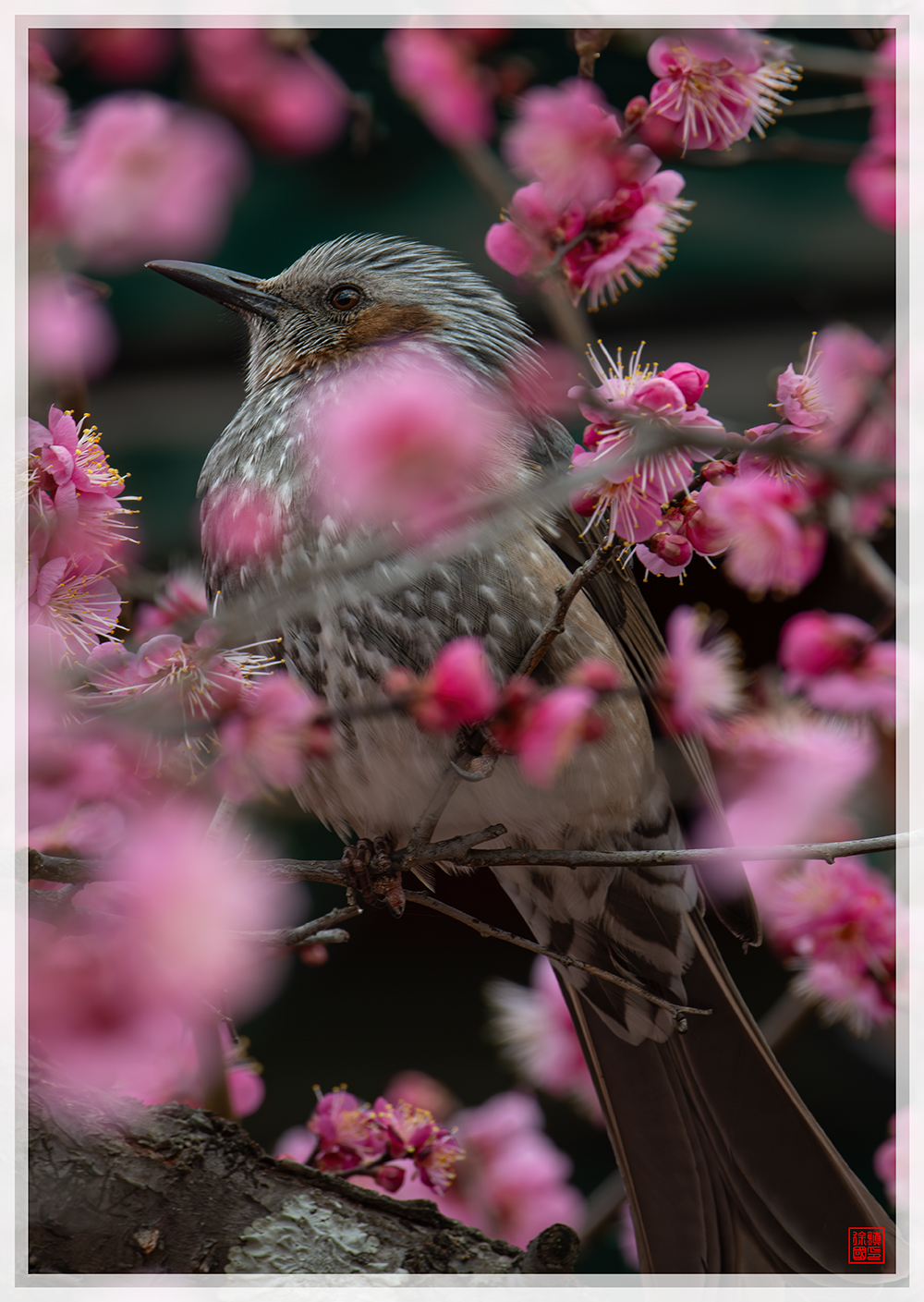 PHOTO BY  | NIKON D850 | 2024:02:16 10:57:04 | ISO-160 | 1/100 sec | f 10 | 600 mm | EV=-1 | ● WIDTH:1000 pixels  HEIGHT:1409 pixels