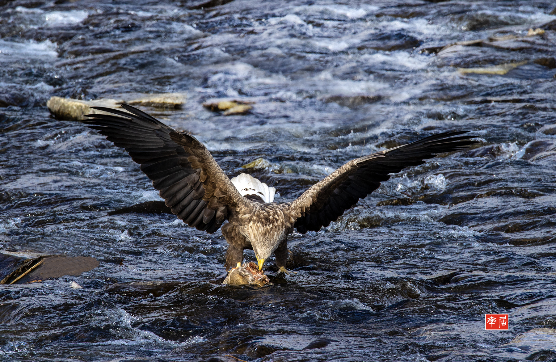 PHOTO BY changickheun | Canon EOS-1D X Mark III | 2024:02:16 11:11:57 | ISO-800 | 1/1250 sec | f 10 | 840 mm | EV=0 | ● WIDTH:1800 pixels  HEIGHT:1172 pixels