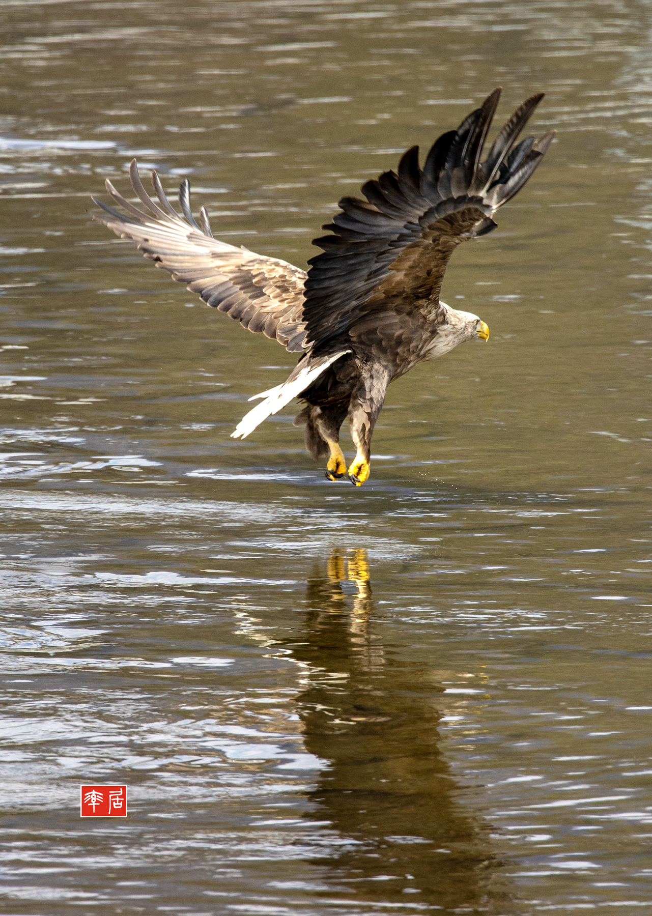 PHOTO BY changickheun | Canon EOS-1D X Mark III | 2024:02:16 11:29:26 | ISO-800 | 1/1250 sec | f 9 | 840 mm | EV=0 | ● WIDTH:1281 pixels  HEIGHT:1800 pixels