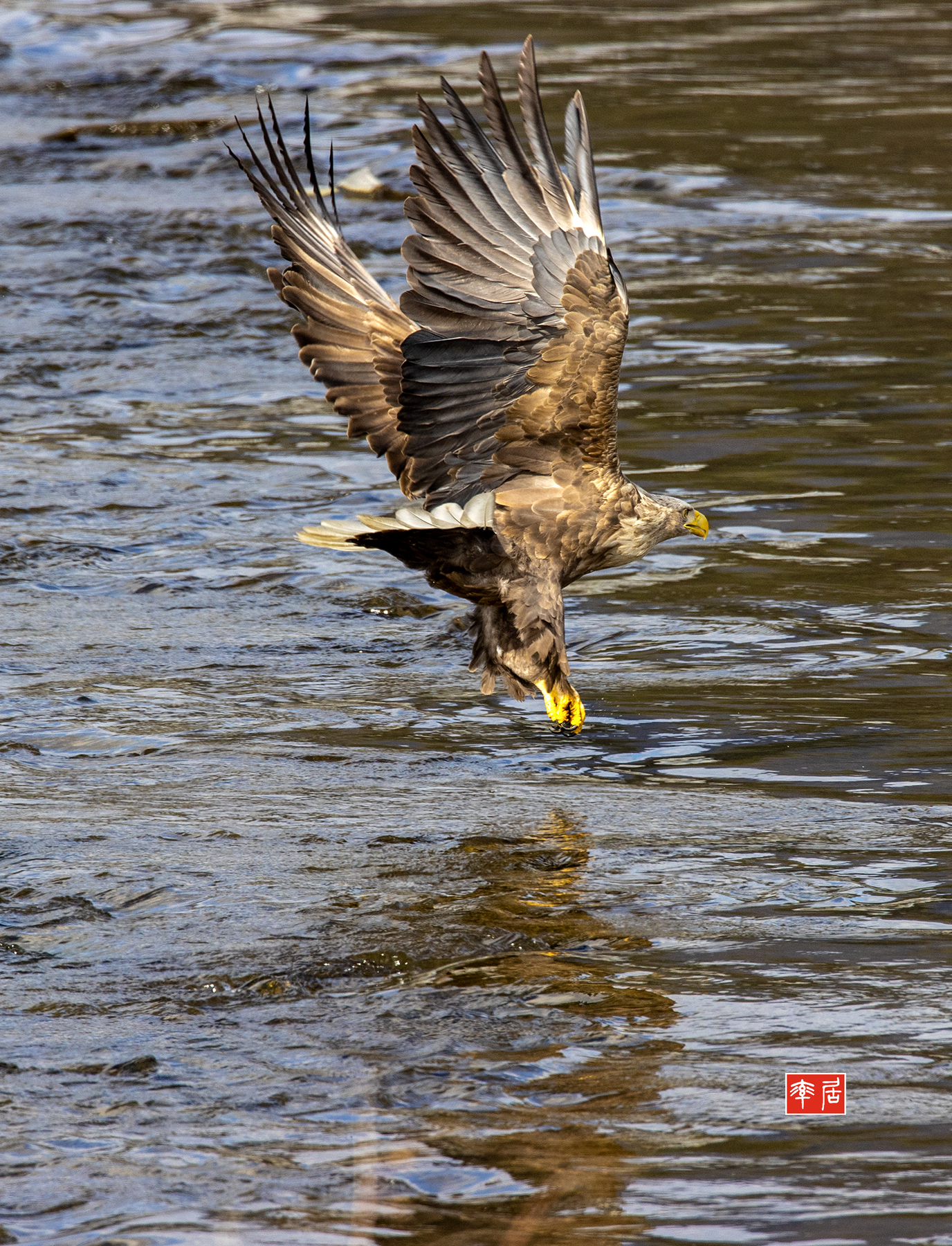 PHOTO BY changickheun | Canon EOS-1D X Mark III | 2024:02:16 11:29:25 | ISO-800 | 1/1250 sec | f 9 | 840 mm | EV=0 | ● WIDTH:1376 pixels  HEIGHT:1800 pixels