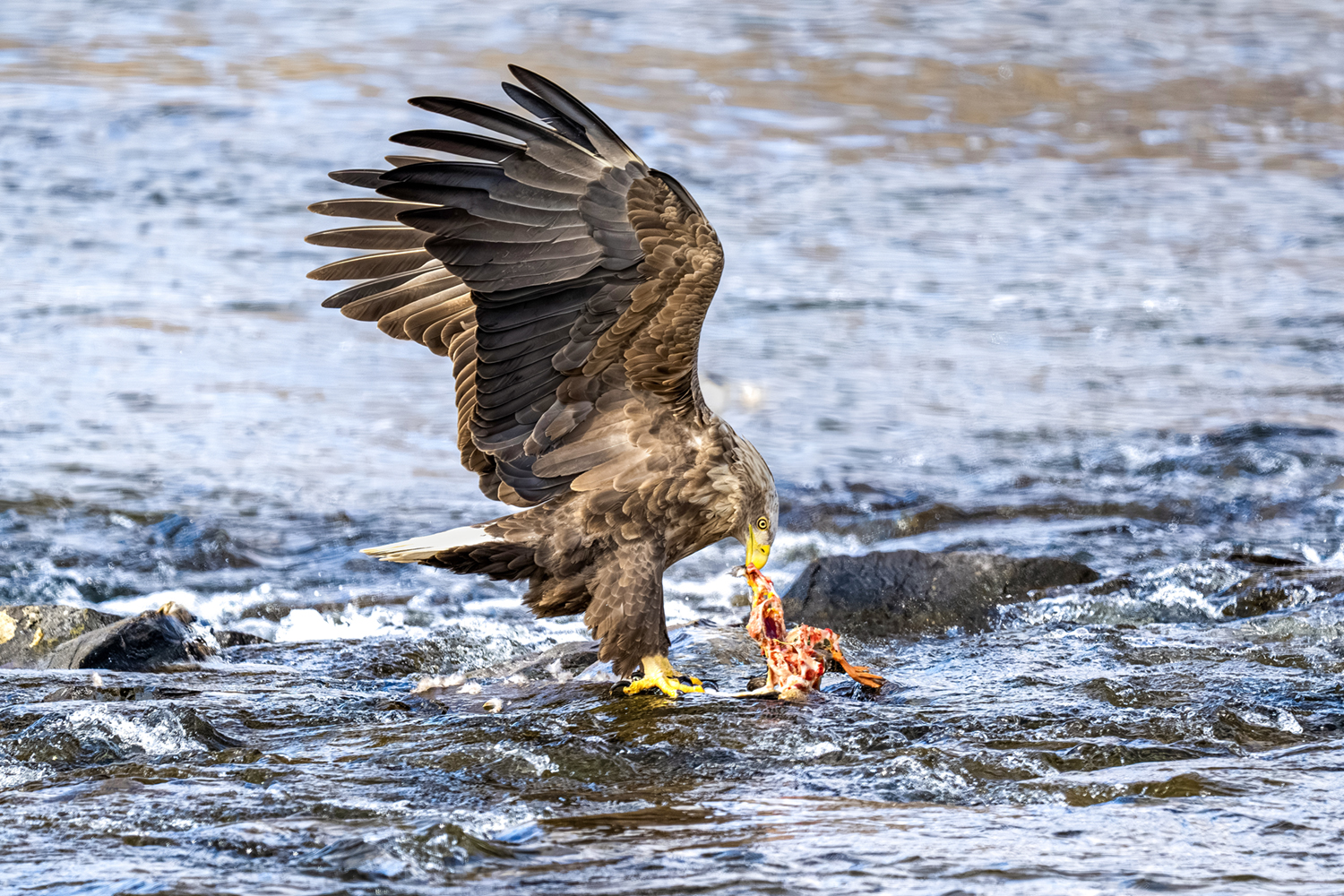 PHOTO BY park haesig | NIKON Z 9 | 2024:02:16 11:42:36 | ISO-640 | 1/2000 sec | f 5.6 | 840 mm | EV=0 | ● WIDTH:1500 pixels  HEIGHT:1000 pixels