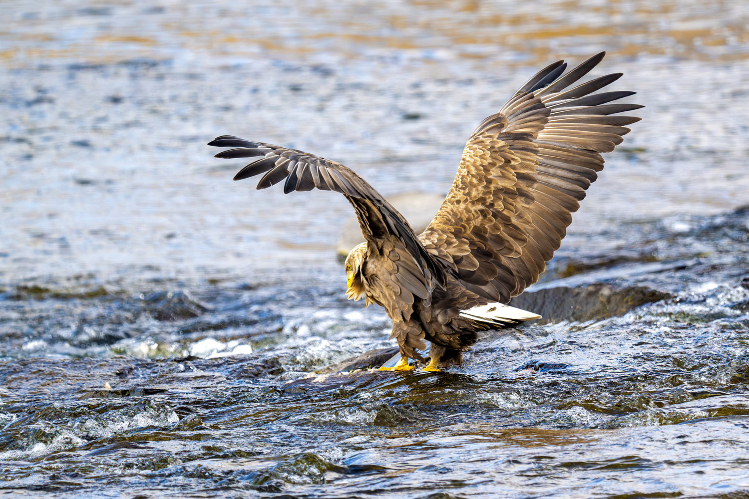 PHOTO BY park haesig | NIKON Z 9 | 2024:02:16 11:47:12 | ISO-900 | 1/2000 sec | f 6.3 | 840 mm | EV=0 | ● WIDTH:1500 pixels  HEIGHT:1000 pixels