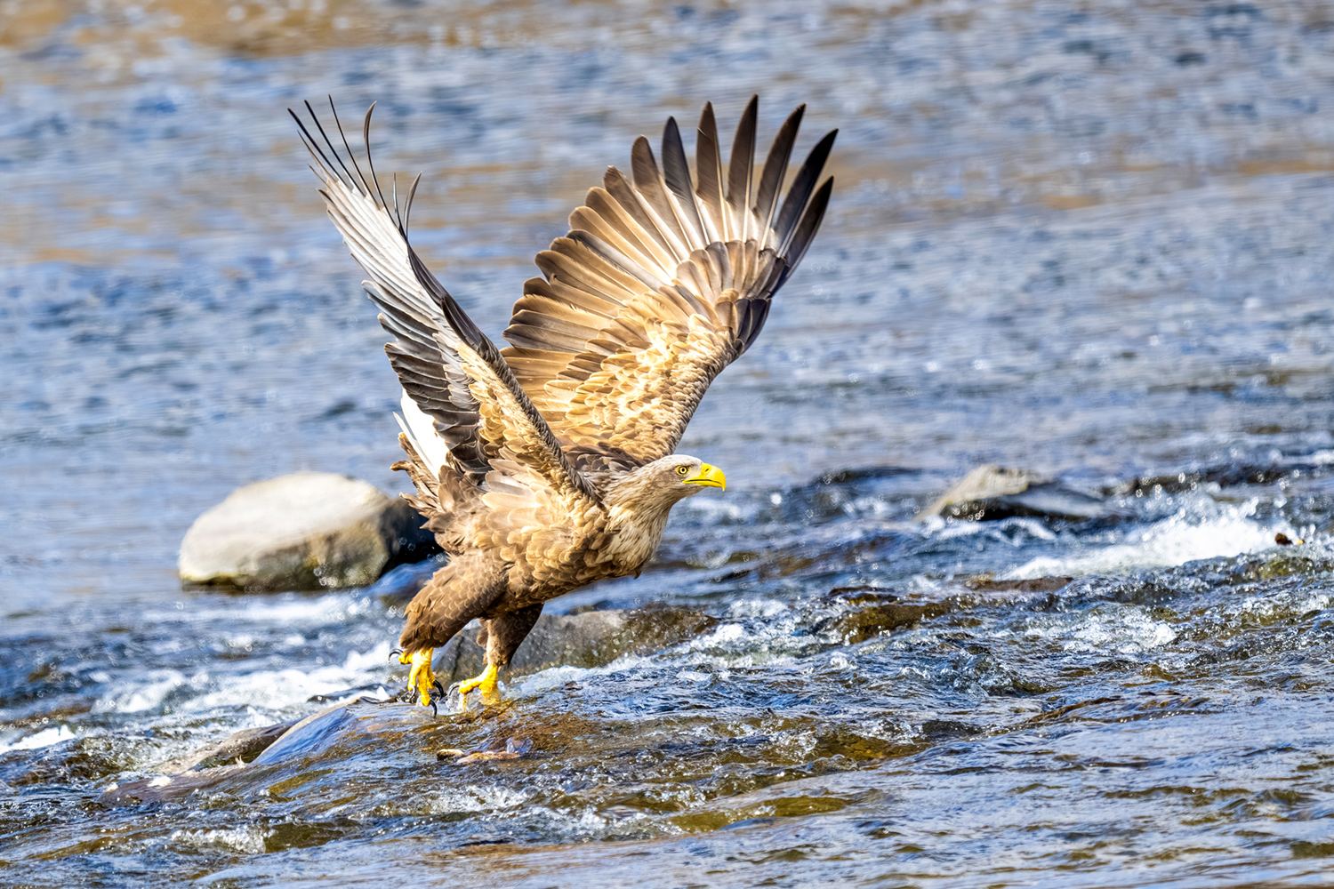 PHOTO BY park haesig | NIKON Z 9 | 2024:02:16 11:48:35 | ISO-720 | 1/2000 sec | f 6.3 | 840 mm | EV=0 | ● WIDTH:1500 pixels  HEIGHT:1000 pixels