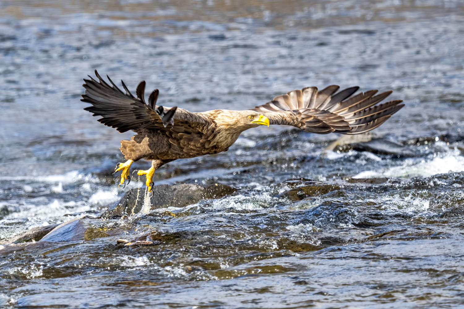 PHOTO BY park haesig | NIKON Z 9 | 2024:02:16 11:48:36 | ISO-720 | 1/2000 sec | f 6.3 | 840 mm | EV=0 | ● WIDTH:1500 pixels  HEIGHT:1000 pixels