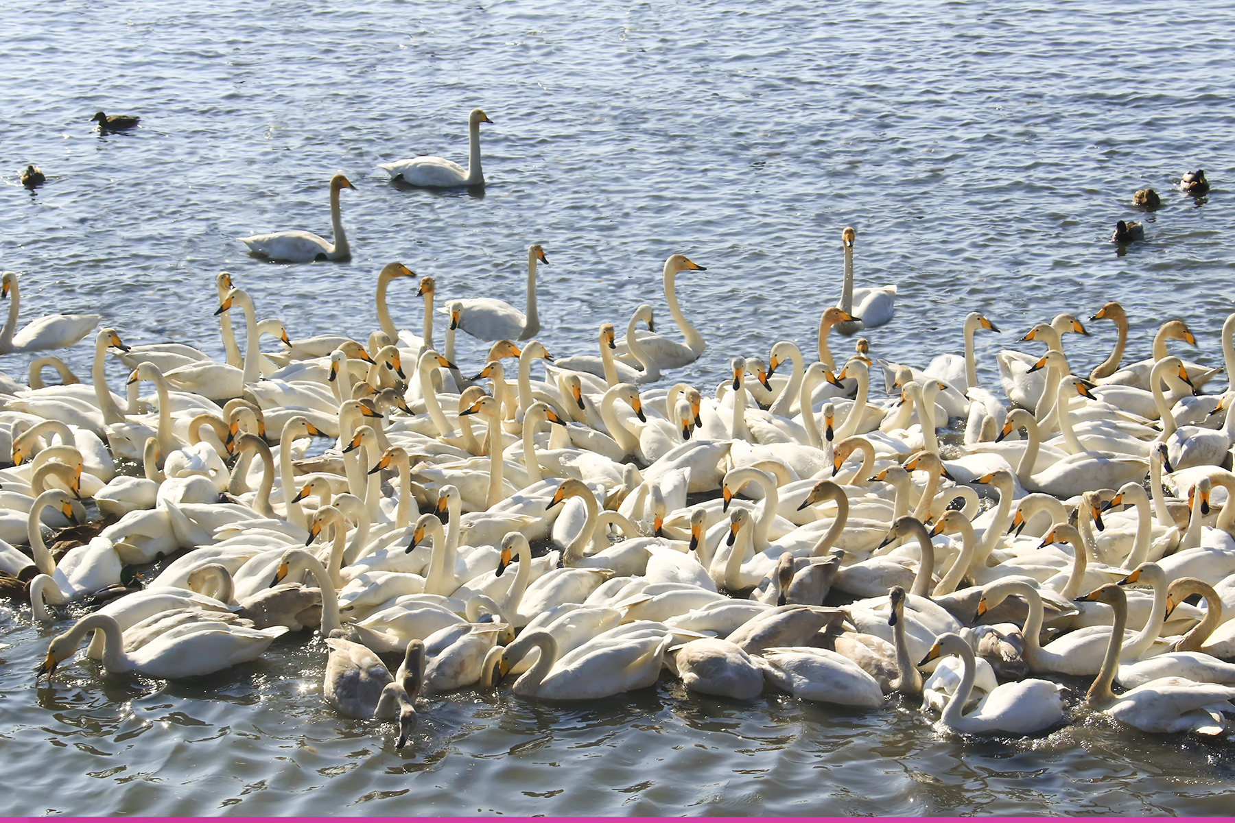 PHOTO BY WO2YA LAB | Canon EOS-1D X Mark II | 2024:02:07 16:52:49 | ISO-3200 | 1/2000 sec | f 14 | 360 mm | EV=0 | ● WIDTH:1800 pixels  HEIGHT:1200 pixels