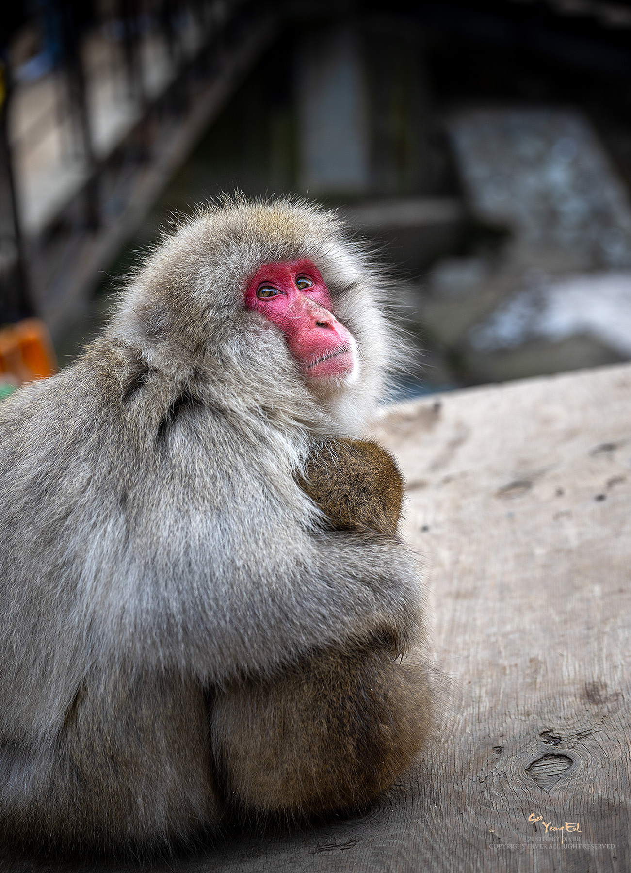 PHOTO BY  | NIKON Z 9 | 2024:02:04 15:23:07 | ISO-100 | 1/200 sec | f 4 | 73 mm | EV=0 | ● WIDTH:1301 pixels  HEIGHT:1800 pixels