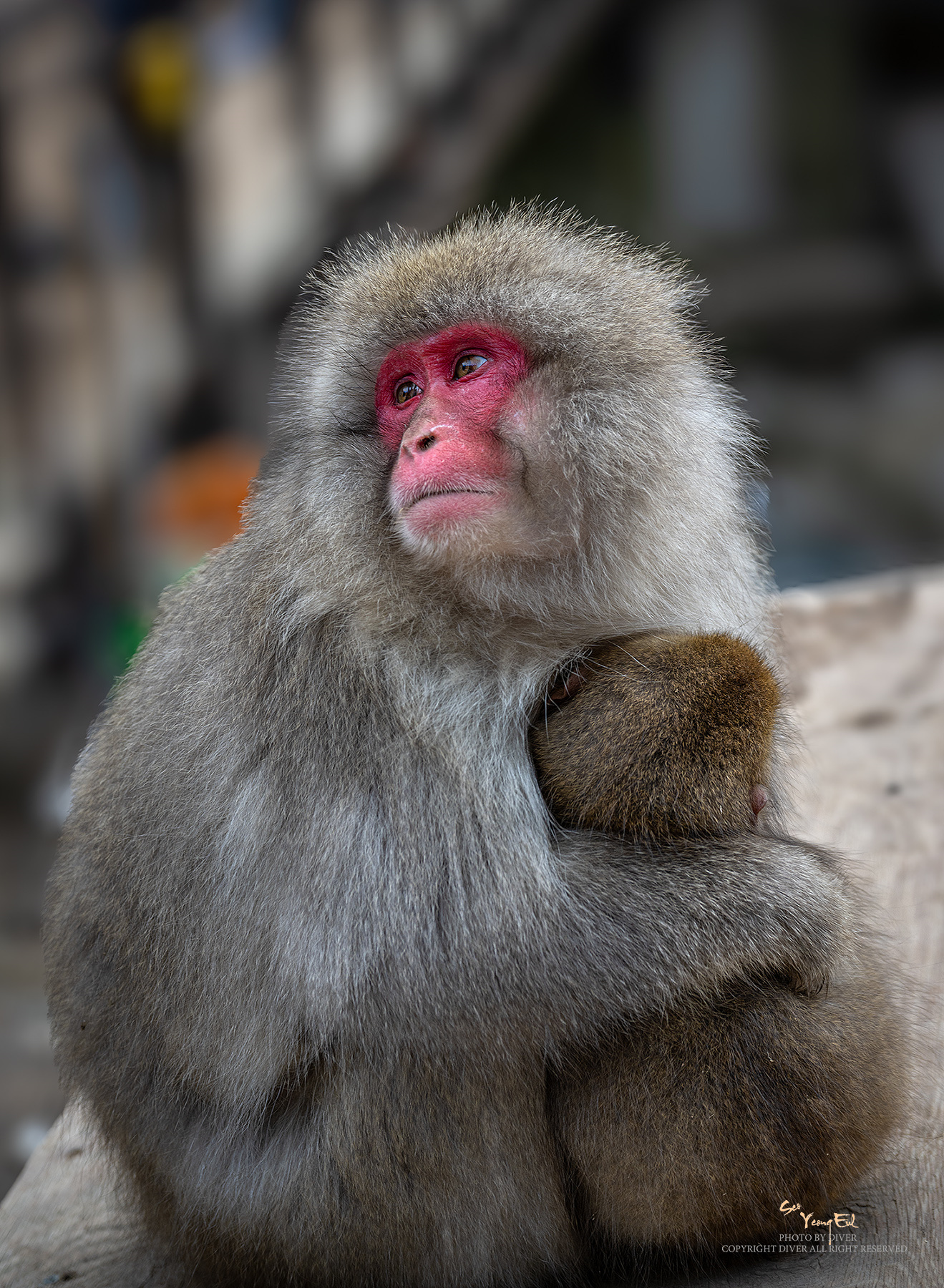 PHOTO BY  | NIKON Z 9 | 2024:02:04 15:23:08 | ISO-100 | 1/200 sec | f 4 | 73 mm | EV=0 | ● WIDTH:1319 pixels  HEIGHT:1800 pixels