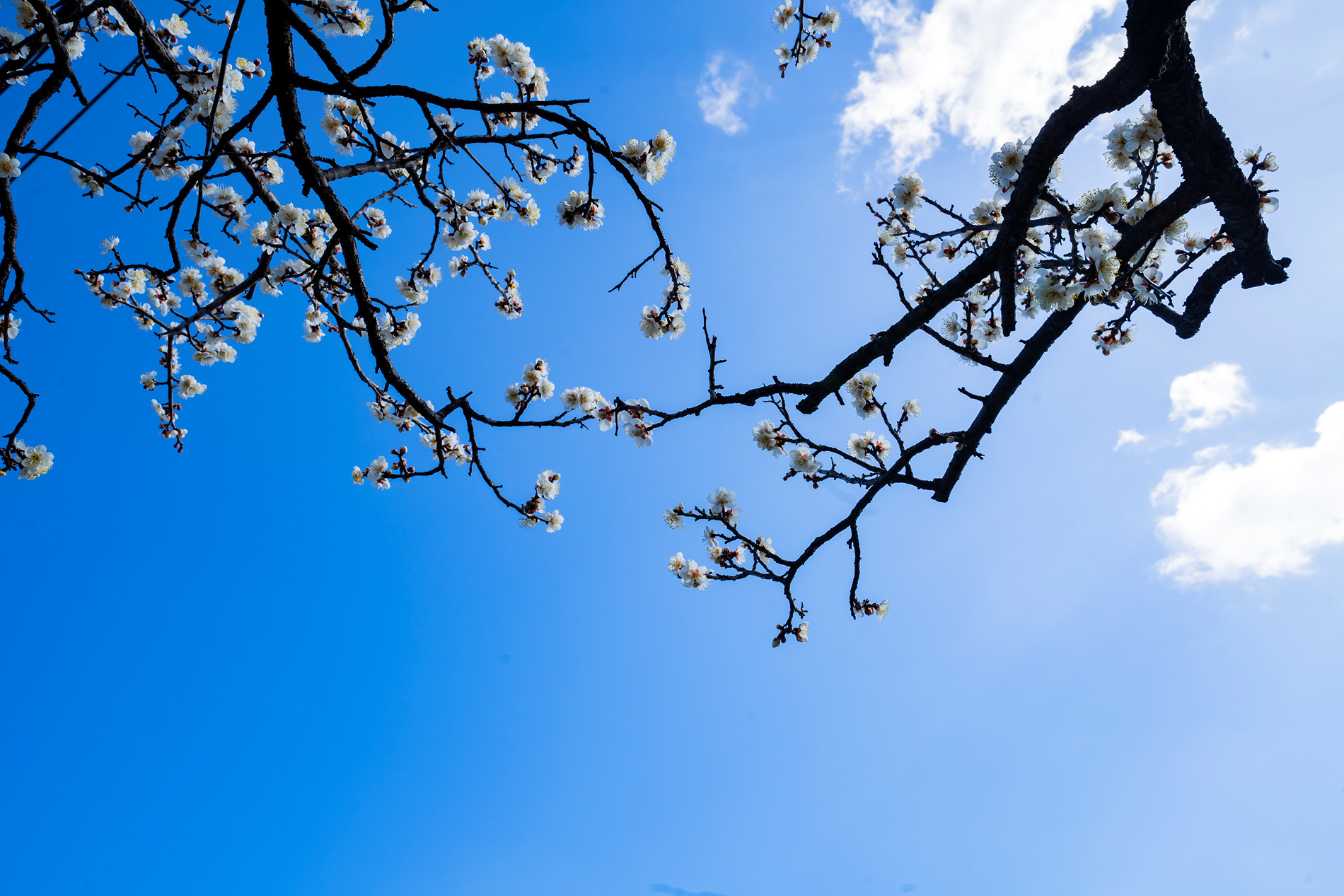 PHOTO BY Sil Sang Kim | ILCE-7RM4 | 2024:02:15 22:28:37 | ISO-100 | 1/80 sec | f 11 | 24 mm | EV=0 | ● WIDTH:1900 pixels  HEIGHT:1267 pixels