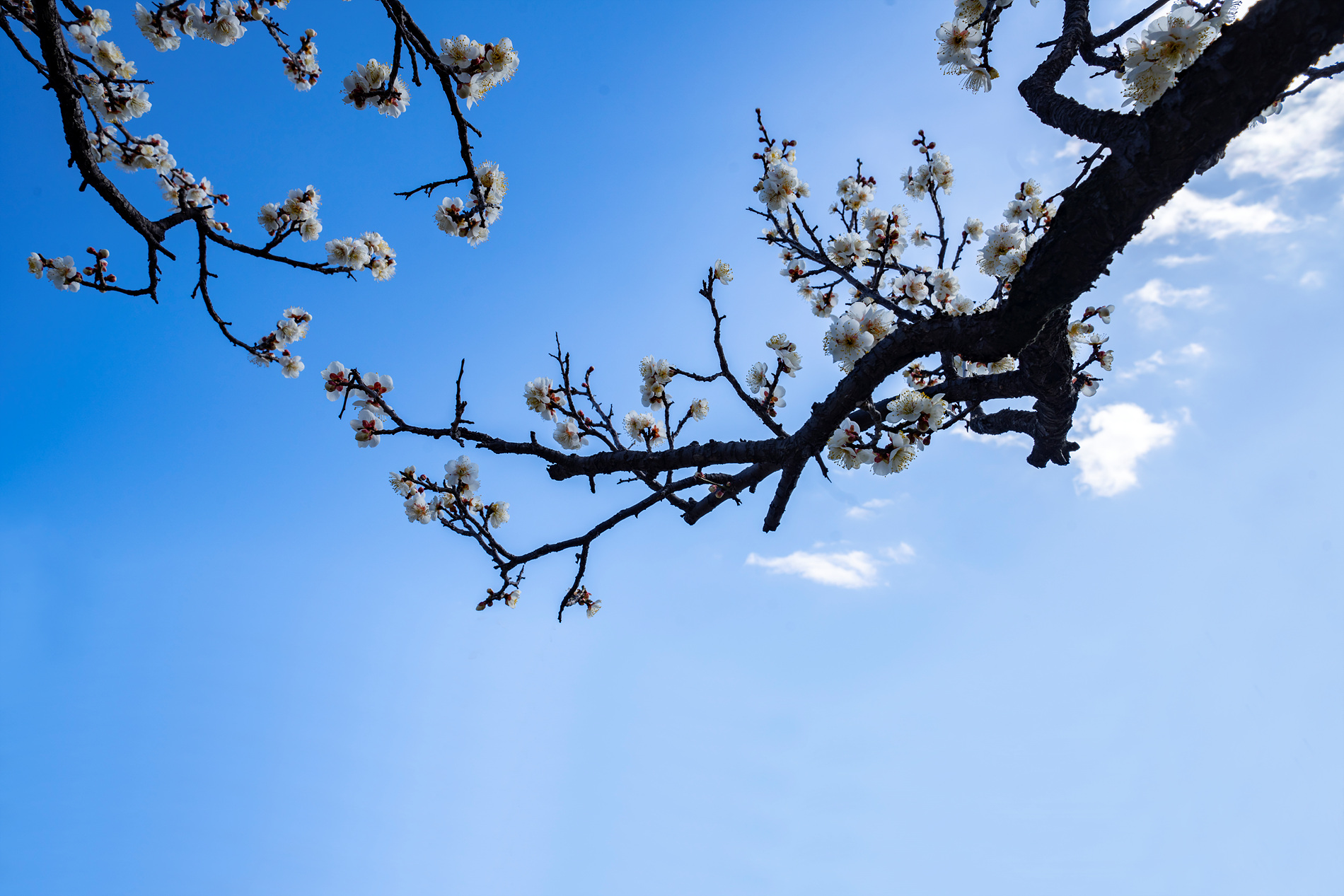 PHOTO BY Sil Sang Kim | ILCE-7RM4 | 2024:02:15 22:33:10 | ISO-100 | 1/200 sec | f 10 | 24 mm | EV=0 | ● WIDTH:1900 pixels  HEIGHT:1267 pixels