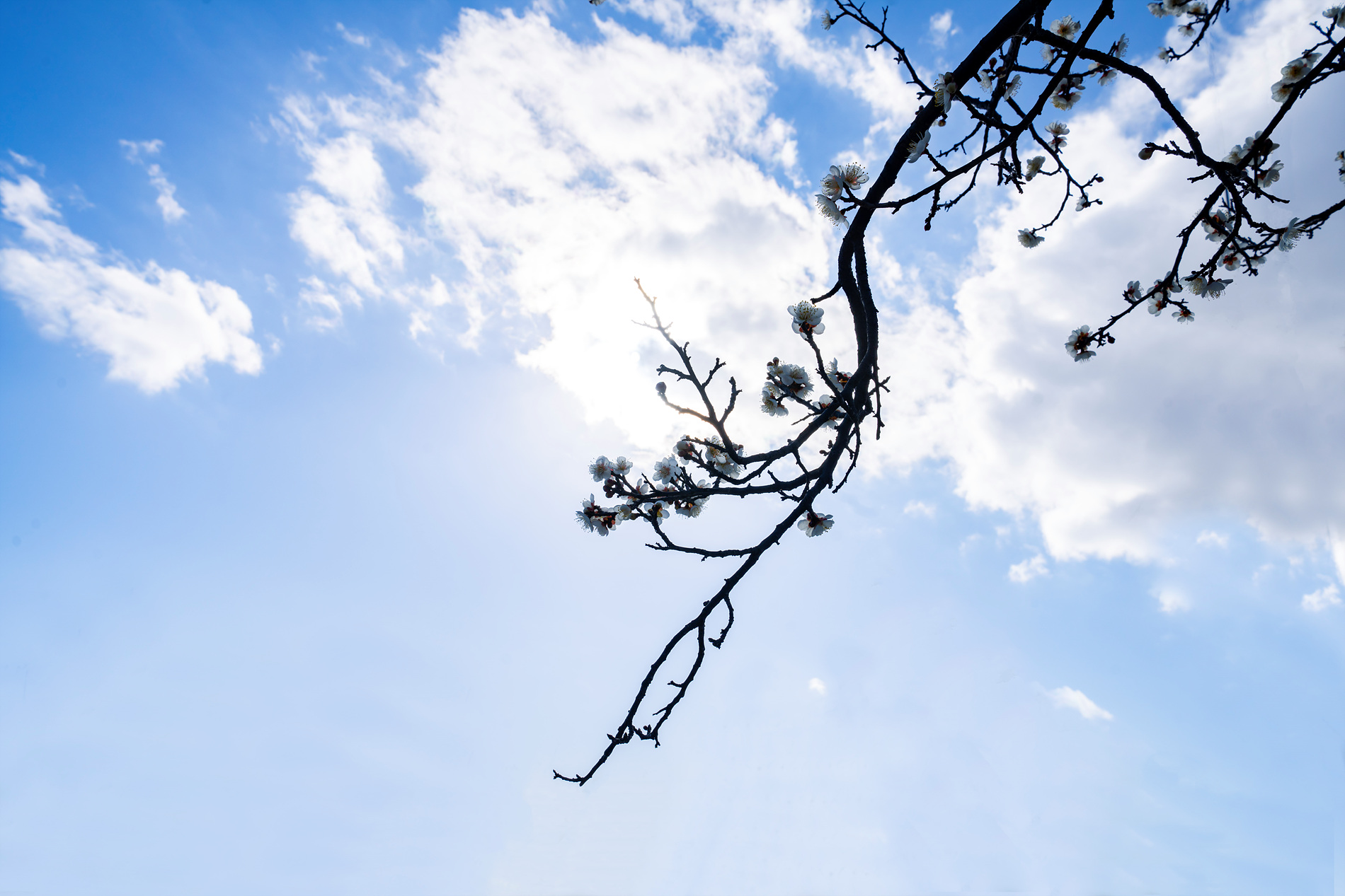 PHOTO BY Sil Sang Kim | ILCE-7RM4 | 2024:02:15 22:33:59 | ISO-100 | 1/400 sec | f 10 | 24 mm | EV=0 | ● WIDTH:1900 pixels  HEIGHT:1267 pixels