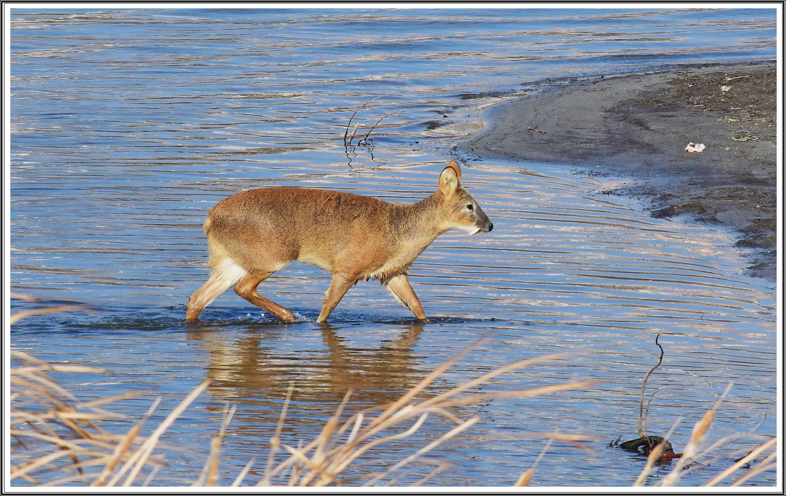 PHOTO BY  | NIKON D500 | 2024:02:16 13:28:18 | ISO-800 | 1/3200 sec | f 9 | 500 mm | EV=-0.7 | ● WIDTH:5568 pixels  HEIGHT:3712 pixels