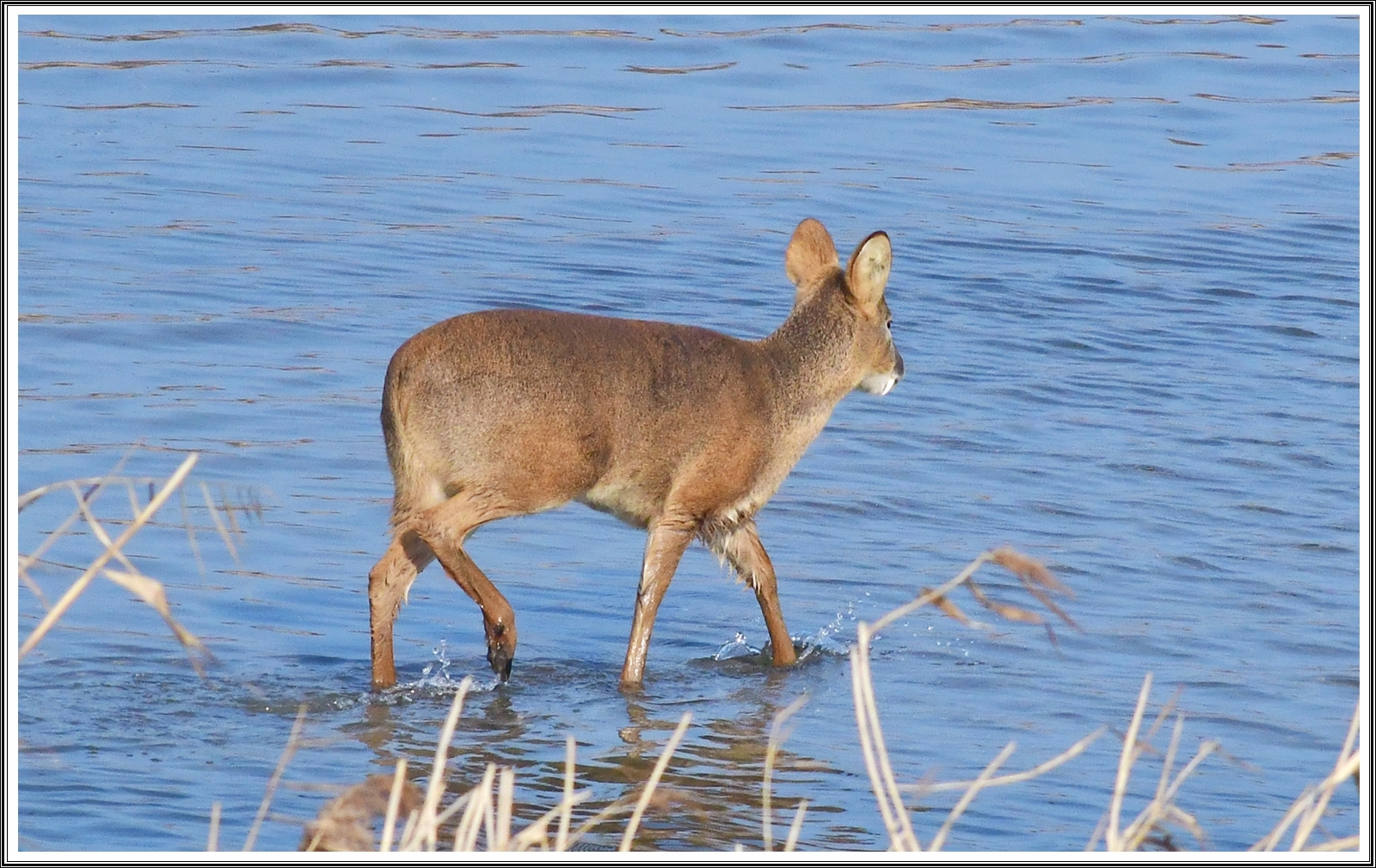 PHOTO BY  | NIKON D500 | 2024:02:16 13:29:02 | ISO-800 | 1/3200 sec | f 9 | 500 mm | EV=-0.7 | ● WIDTH:5568 pixels  HEIGHT:3712 pixels