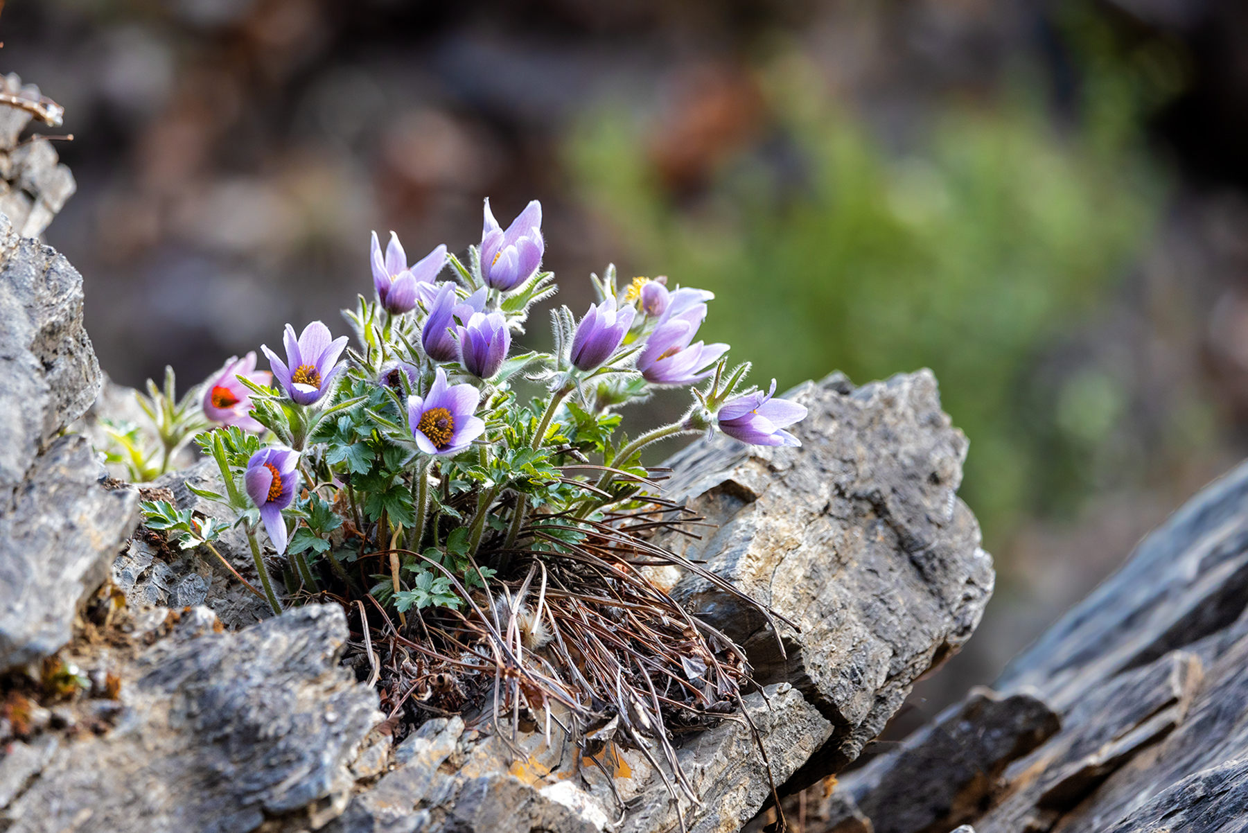 PHOTO BY  | Canon EOS R5 | 2023:03:20 10:44:02 | ISO-800 | 1/500 sec | f 5.6 | 343 mm | EV=0 | ● WIDTH:1801 pixels  HEIGHT:1202 pixels