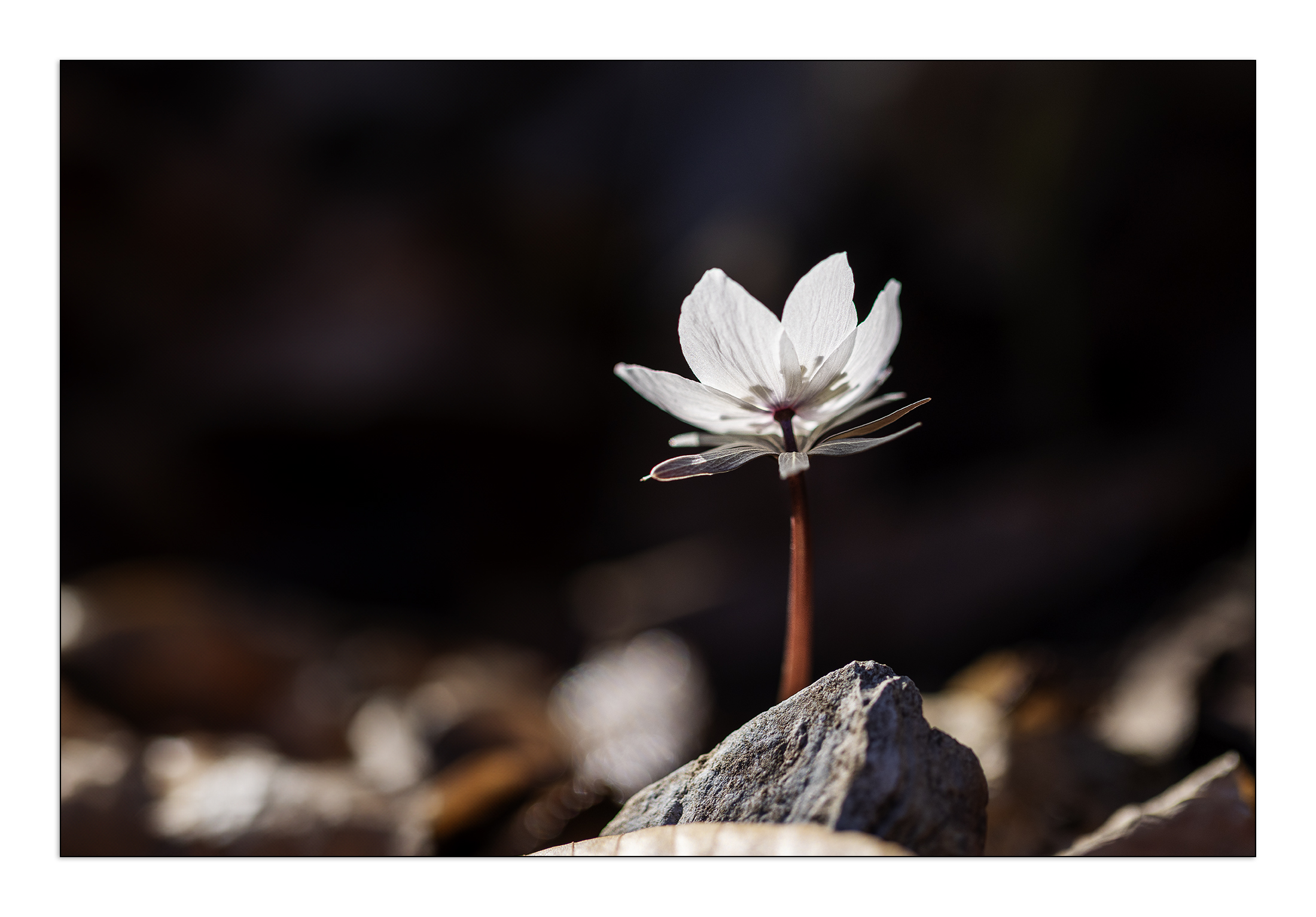 PHOTO BY  | Canon EOS R5 | 2024:02:17 10:35:42 | ISO-100 | 1/1250 sec | f 2.8 | 100 mm | EV=0 | ● WIDTH:2200 pixels  HEIGHT:1533 pixels