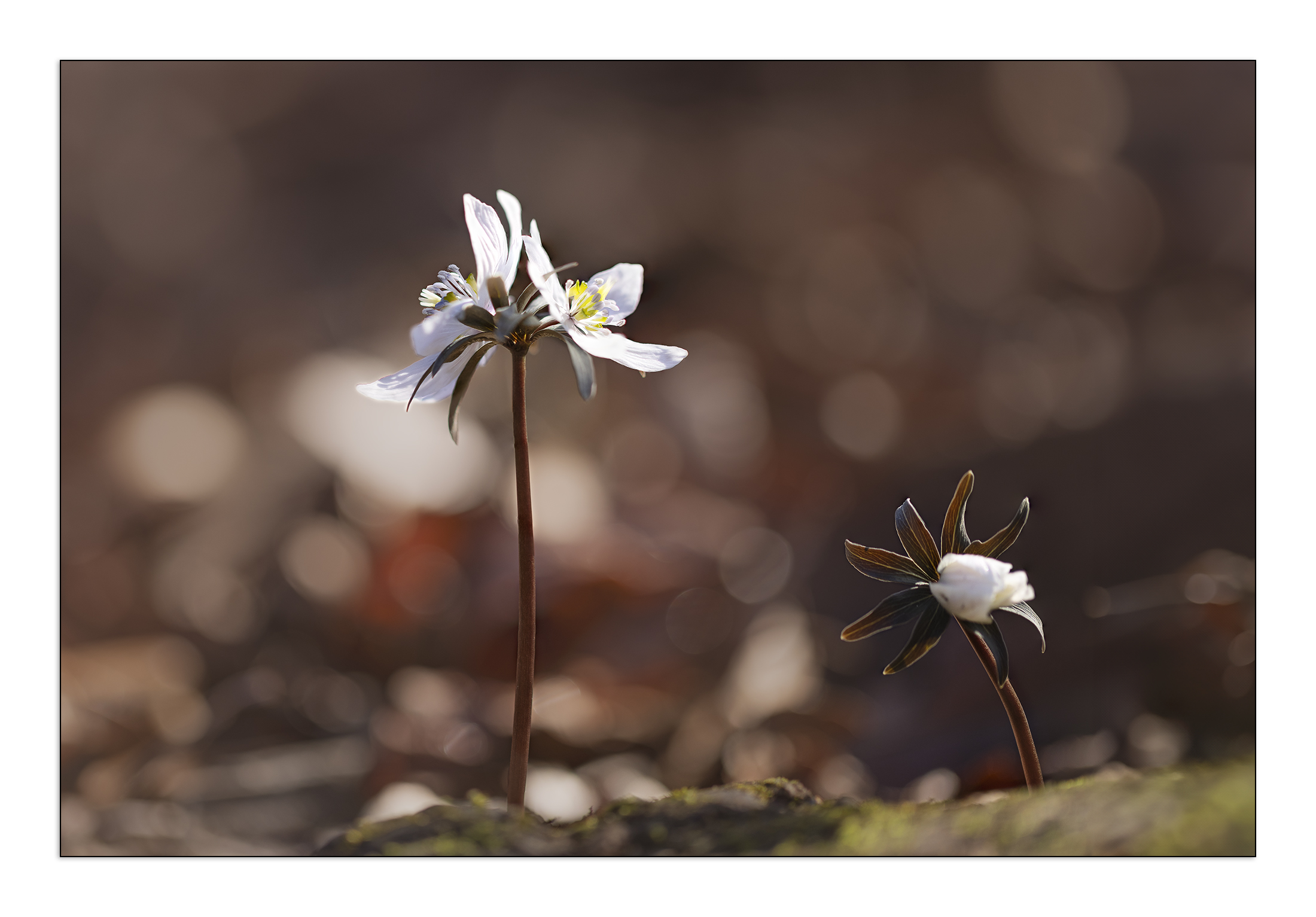 PHOTO BY  | Canon EOS R5 | 2024:02:17 09:59:04 | ISO-100 | 1/500 sec | f 2.8 | 100 mm | EV=0 | ● WIDTH:2200 pixels  HEIGHT:1533 pixels