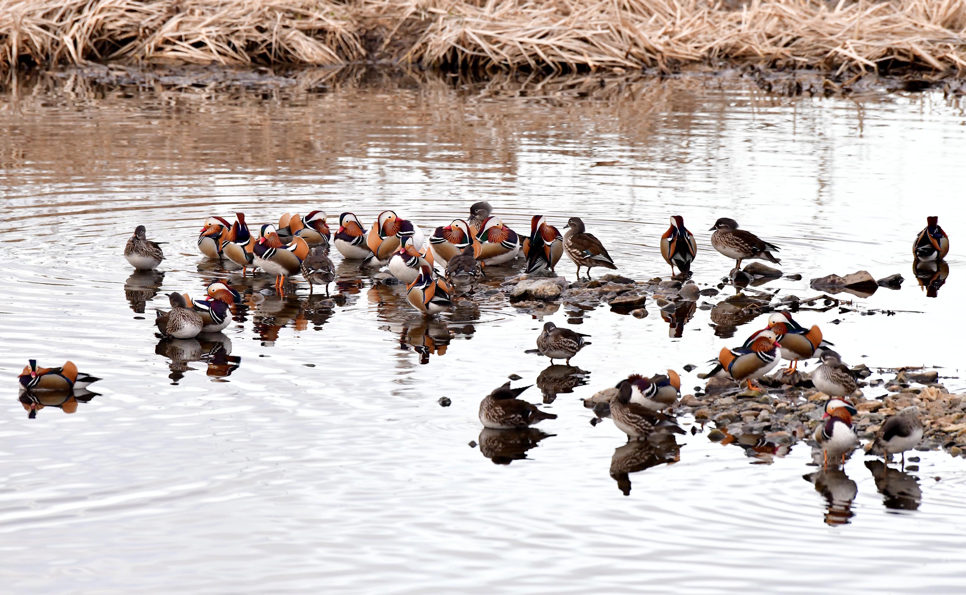 PHOTO BY  | NIKON D850 | 2024:02:16 07:49:22 | ISO-3200 | 1/800 sec | f 7.1 | 600 mm | EV=0.3 | ● WIDTH:3378 pixels  HEIGHT:2080 pixels