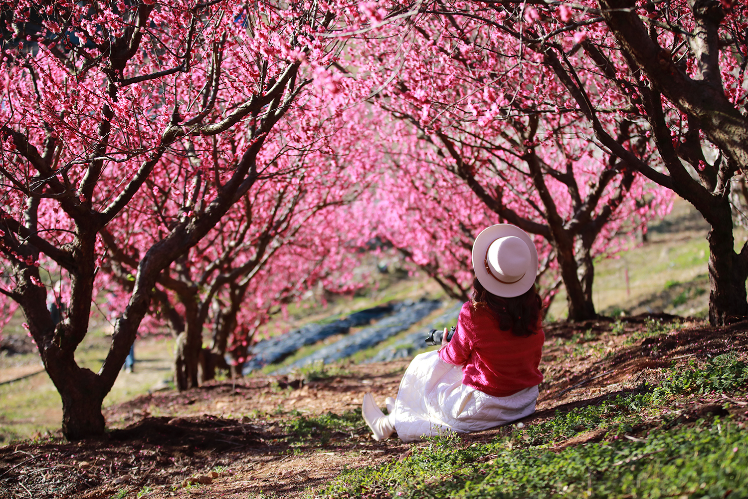 PHOTO BY  | Canon EOS 5D Mark IV | 2024:02:17 09:21:31 | ISO-320 | 1/2000 sec | f 2.8 | 70 mm | EV=0 | ● WIDTH:1500 pixels  HEIGHT:1000 pixels