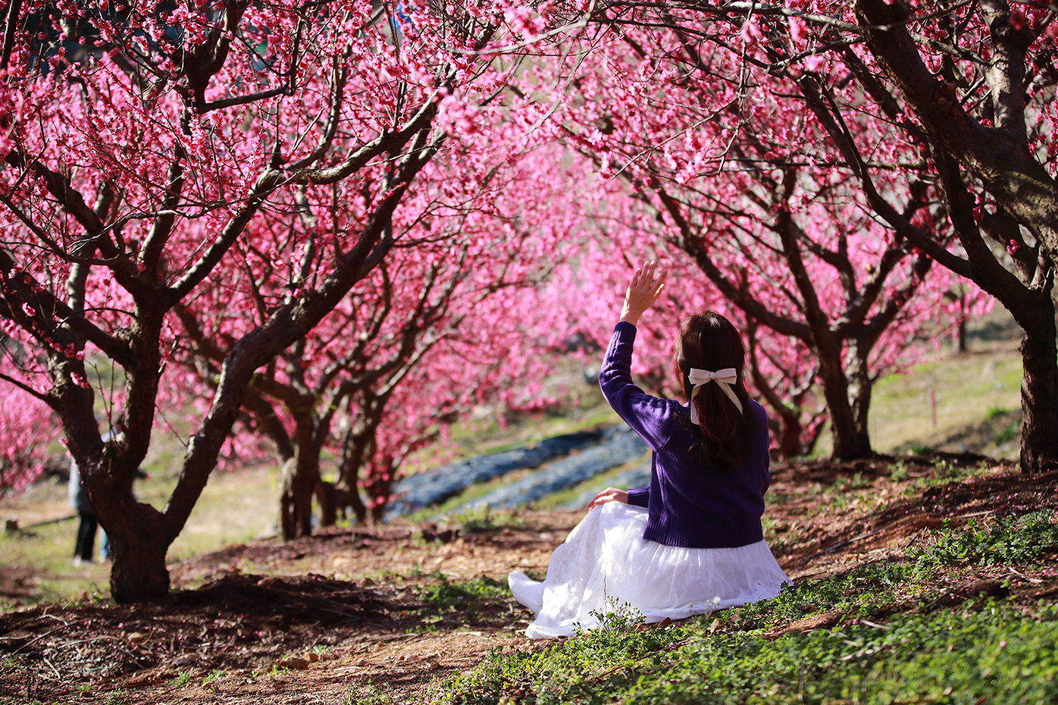 PHOTO BY  | Canon EOS 5D Mark IV | 2024:02:17 09:22:17 | ISO-320 | 1/2000 sec | f 2.8 | 70 mm | EV=0 | ● WIDTH:1500 pixels  HEIGHT:1000 pixels