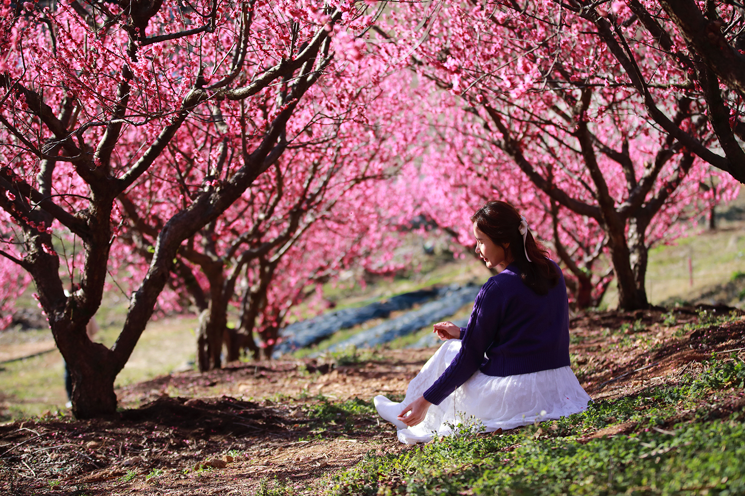 PHOTO BY  | Canon EOS 5D Mark IV | 2024:02:17 09:22:53 | ISO-320 | 1/2000 sec | f 2.8 | 80 mm | EV=0 | ● WIDTH:1500 pixels  HEIGHT:1000 pixels