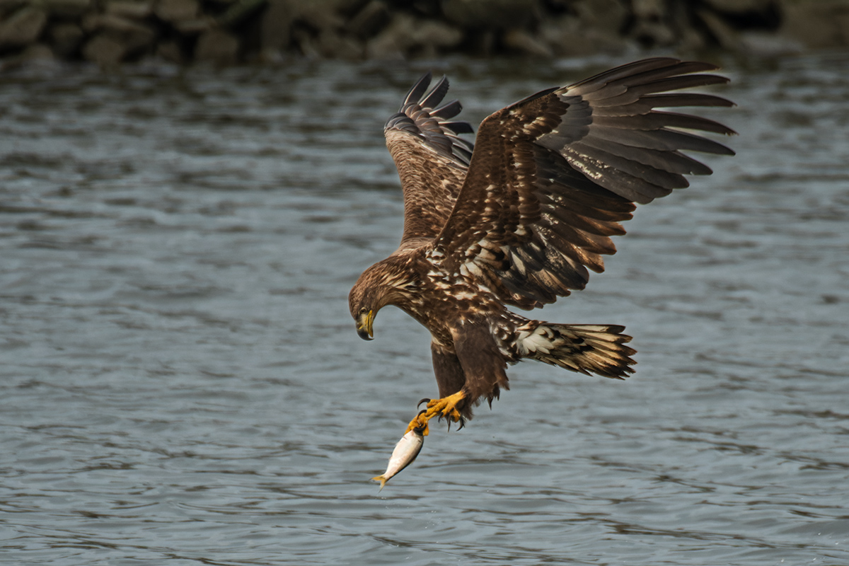 PHOTO BY  | NIKON D500 | 2024:02:17 09:12:48 | ISO-360 | 1/2500 sec | f 4 | 600 mm | EV=0 | ● WIDTH:1200 pixels  HEIGHT:800 pixels