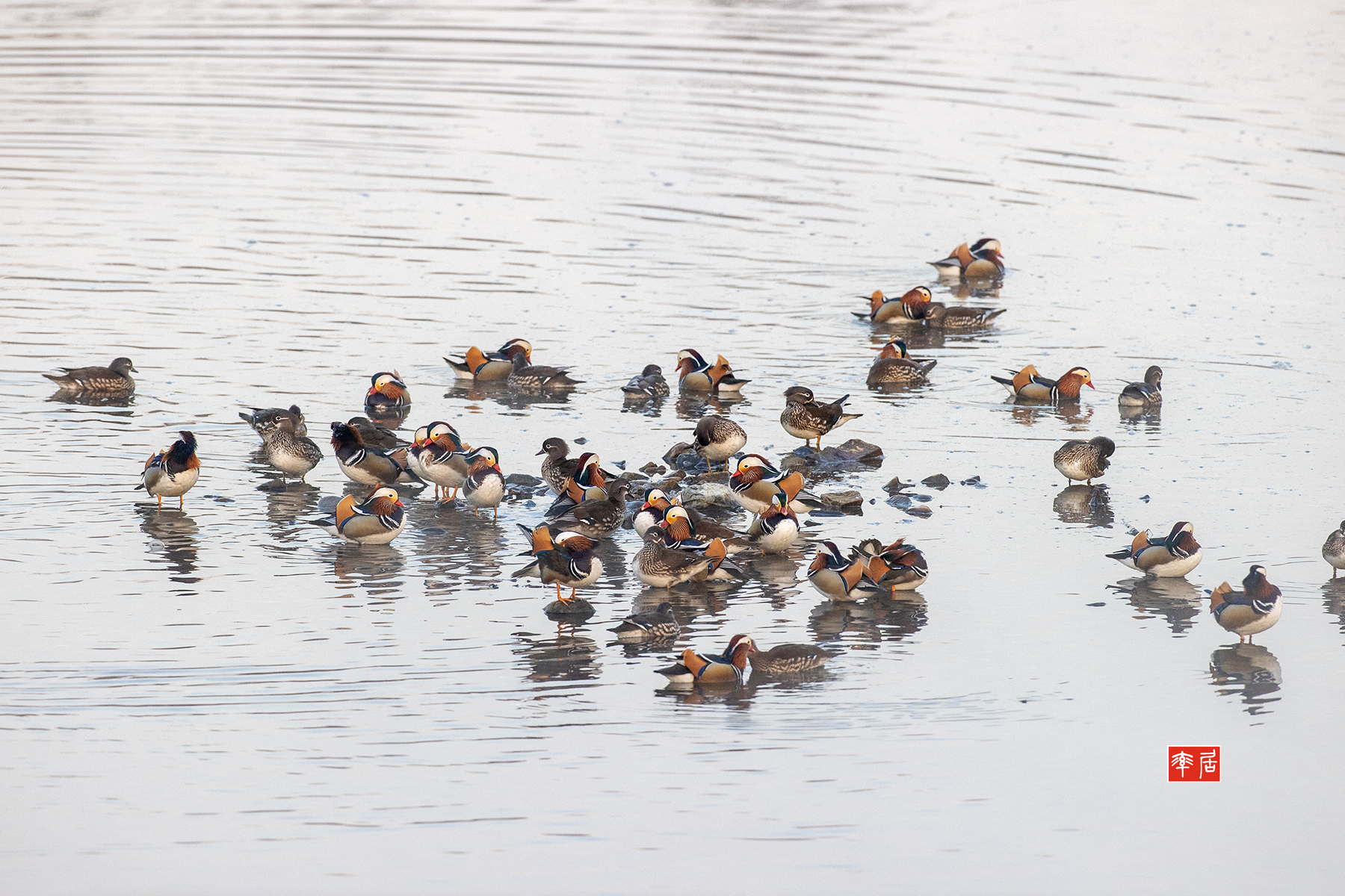 PHOTO BY changickheun | Canon EOS-1D X Mark III | 2024:02:17 07:23:28 | ISO-3200 | 1/640 sec | f 6.3 | 600 mm | EV=0 | ● WIDTH:1800 pixels  HEIGHT:1200 pixels