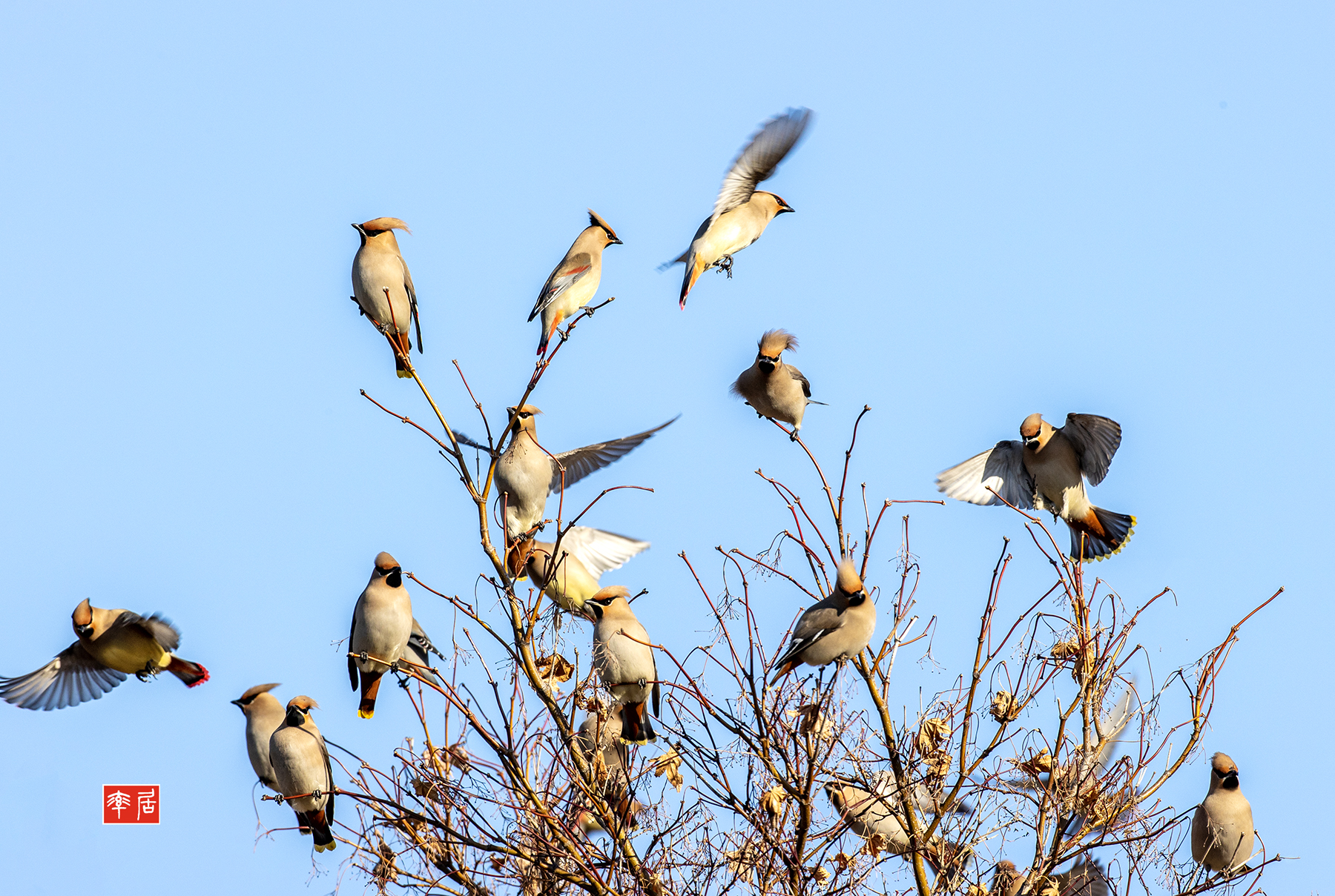 PHOTO BY changickheun | Canon EOS-1D X Mark III | 2024:02:16 16:05:16 | ISO-800 | 1/1250 sec | f 9 | 600 mm | EV=0 | ● WIDTH:1800 pixels  HEIGHT:1209 pixels