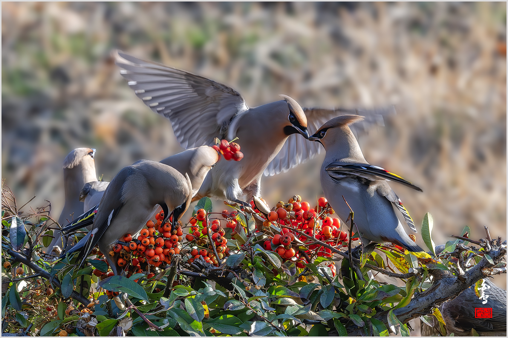 PHOTO BY  | NIKON Z 9 | 2024:02:17 16:11:41 | ISO-2000 | 1/500 sec | f 14 | 600 mm | EV=0.3 | ● WIDTH:1700 pixels  HEIGHT:1133 pixels