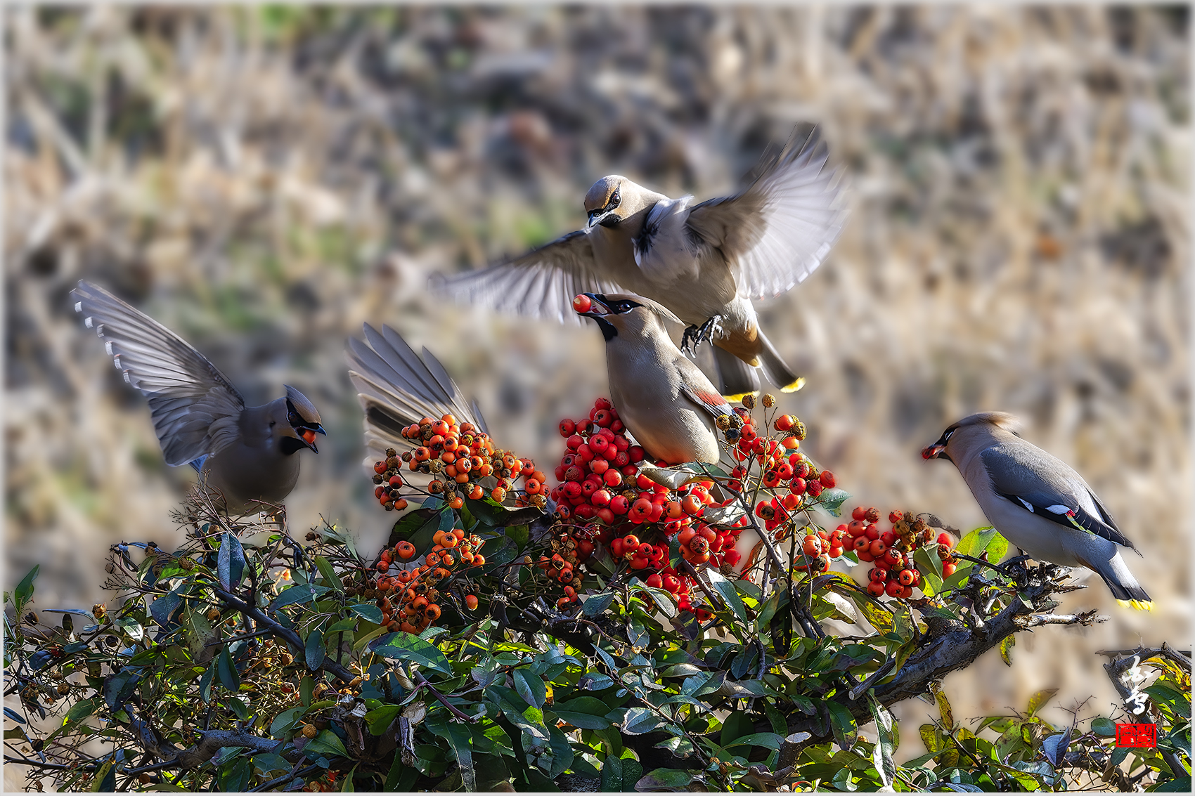 PHOTO BY  | NIKON Z 9 | 2024:02:17 16:11:29 | ISO-2000 | 1/500 sec | f 14 | 600 mm | EV=0.3 | ● WIDTH:1700 pixels  HEIGHT:1133 pixels